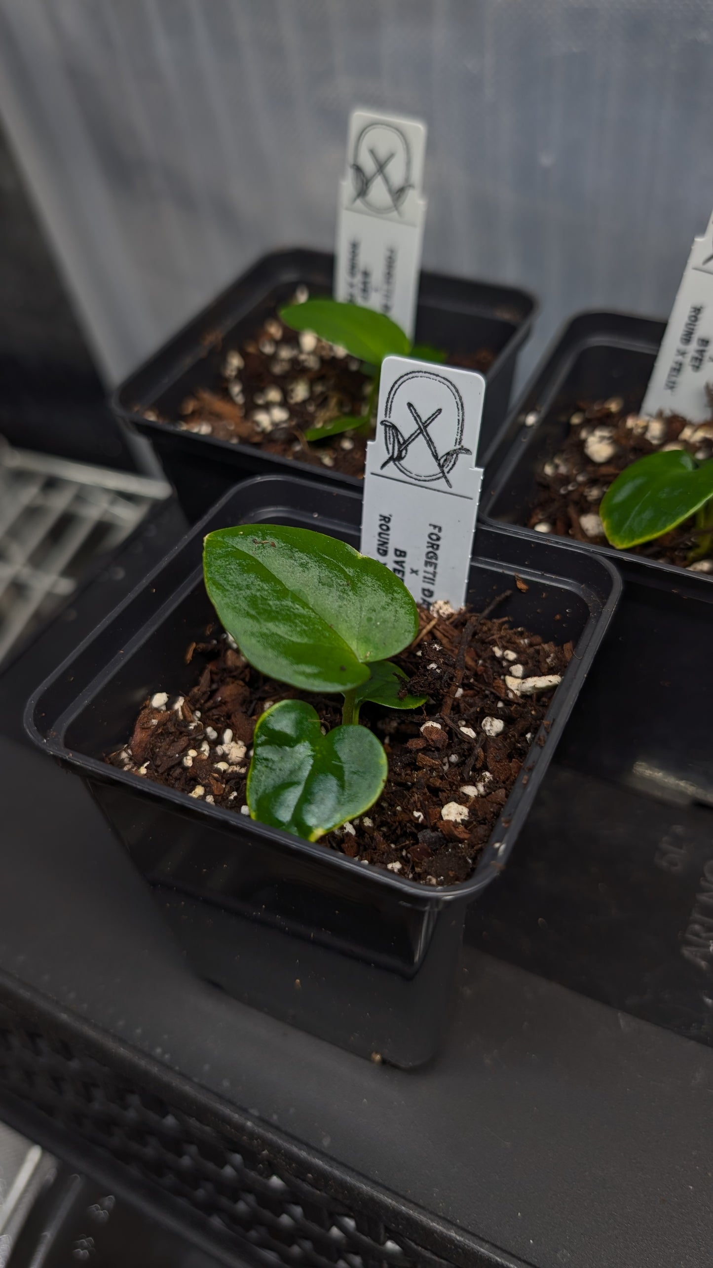 Anthurium Forgetii dark form x BVEP 'Round x Felix'
