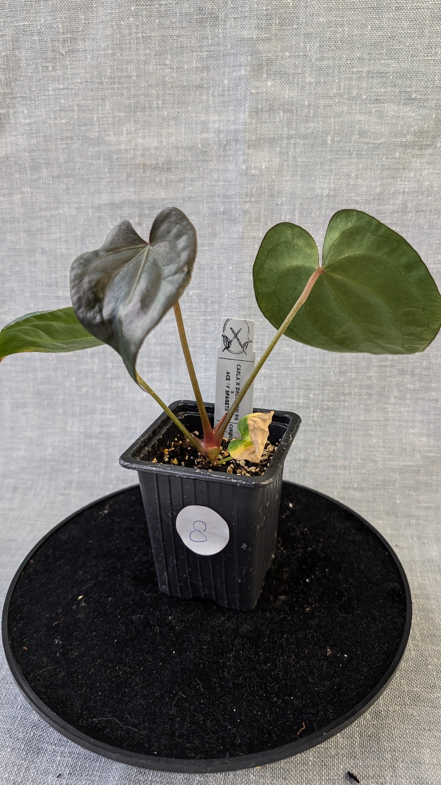 Anthurium (Carlablackiae x Dressleri Rio Guanche) X 'Ace of Spagetii'