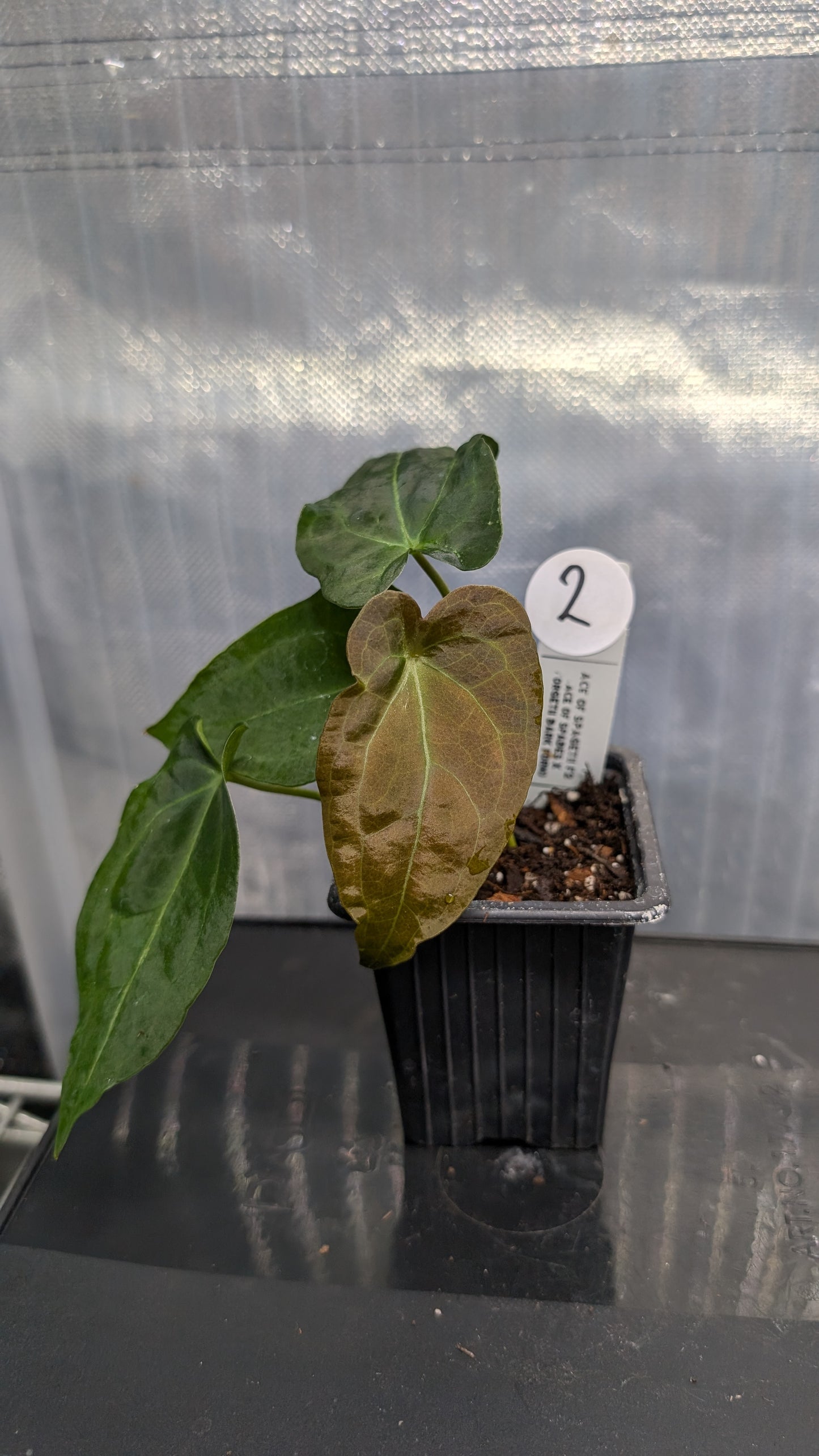 Anthurium Ace of Spagetii F2 (Ace of Spades x Forgetii) F2