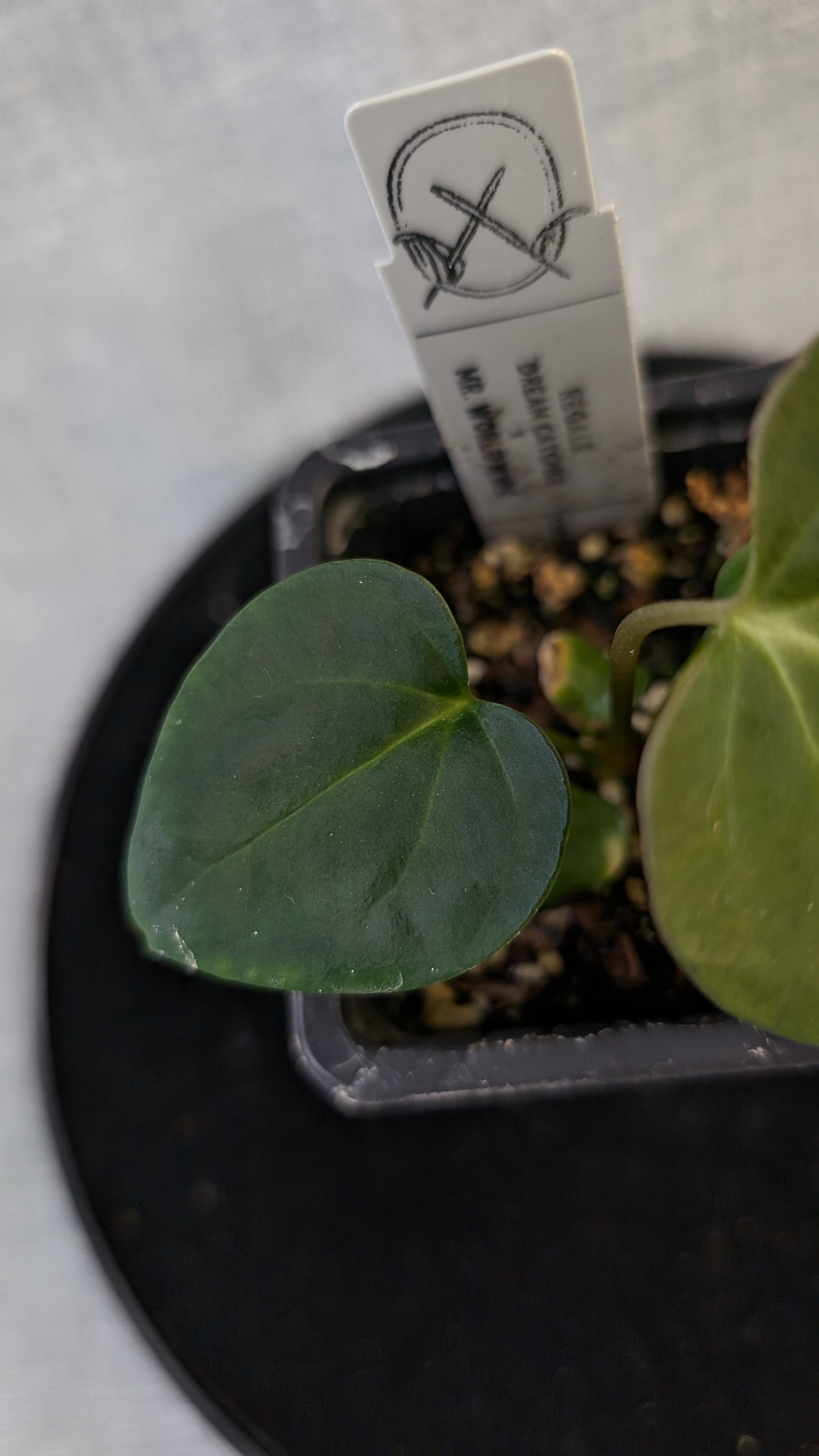 Anthurium Regale 'Dream Catcher' x Mr. Worldwide