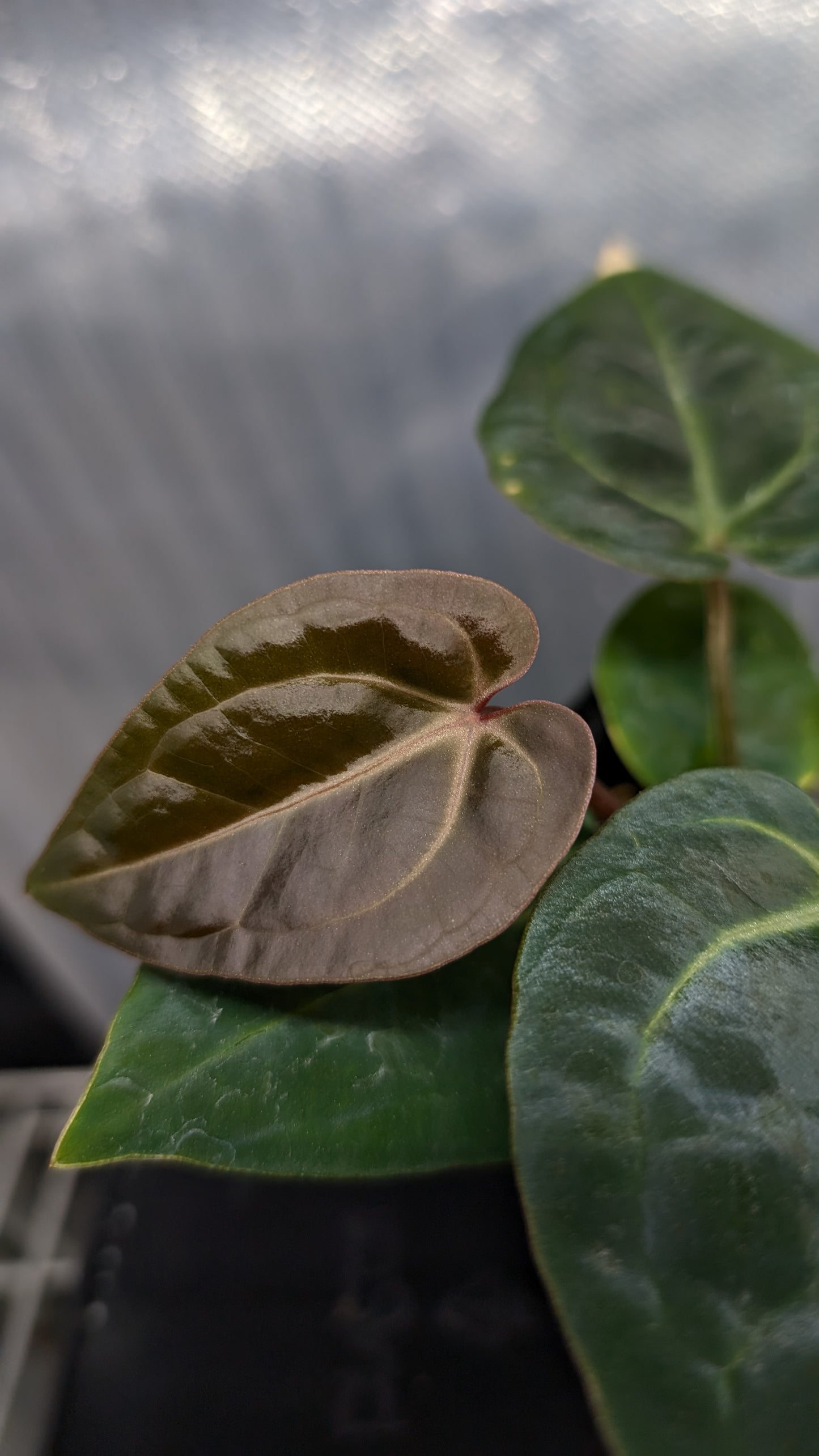 Anthurium Doc Block Zara x Michelle 'Selected Dark Form' x Besseae aff. 'Black Pillow'