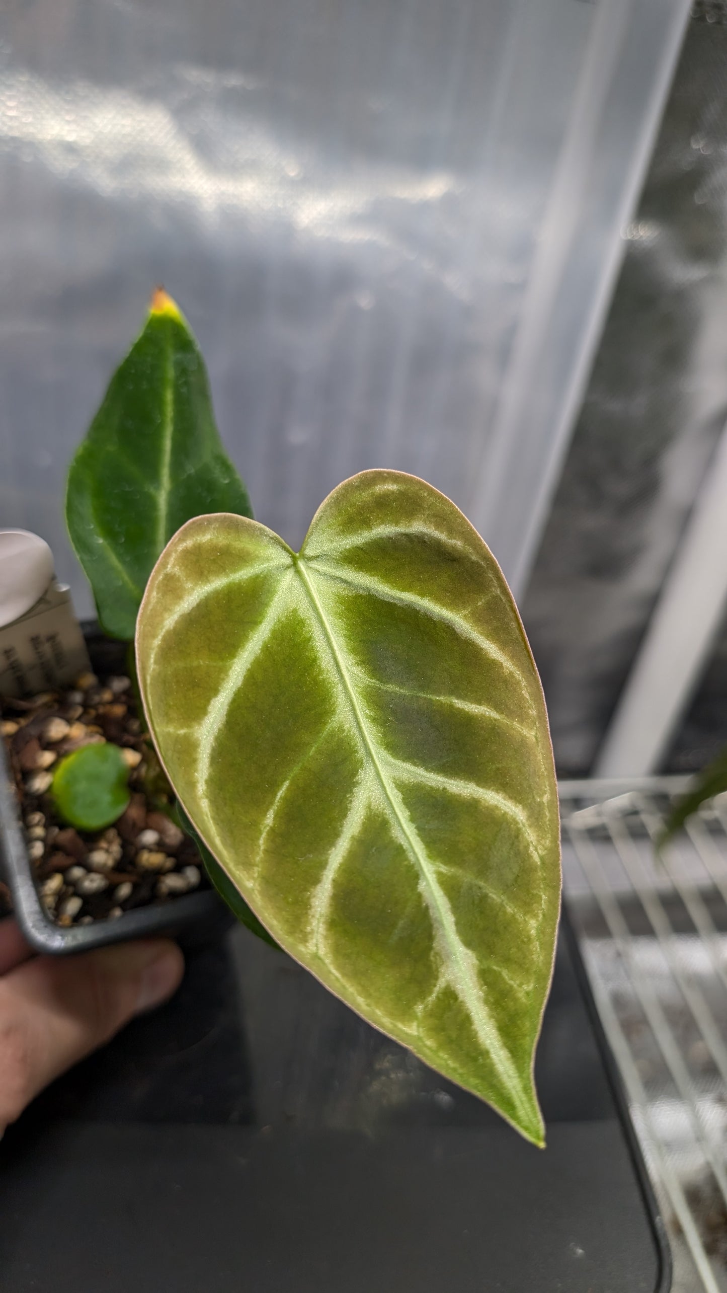 Anthurium Regale 'Dream Catcher' x 'Silver Shield'