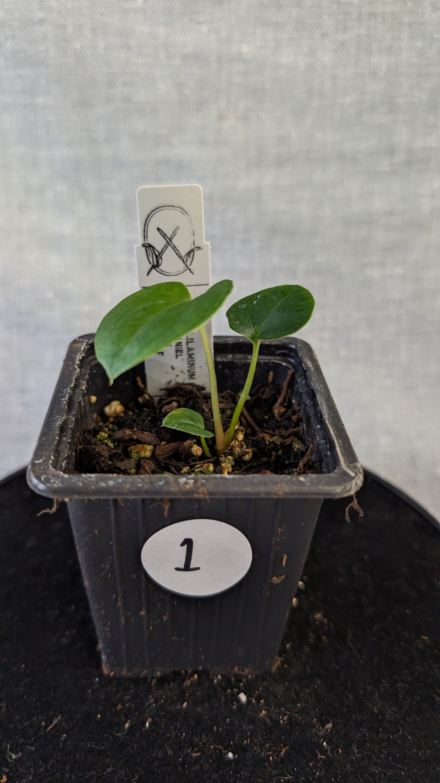 Anthurium Papillilaminum 'Daniel'