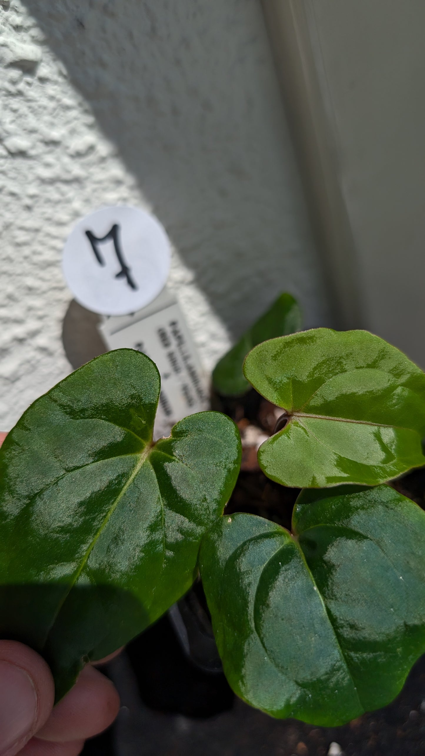 Anthurium PapillilaminumX (Red Sinus / Veins) x Papillilaminum 'Daniel'