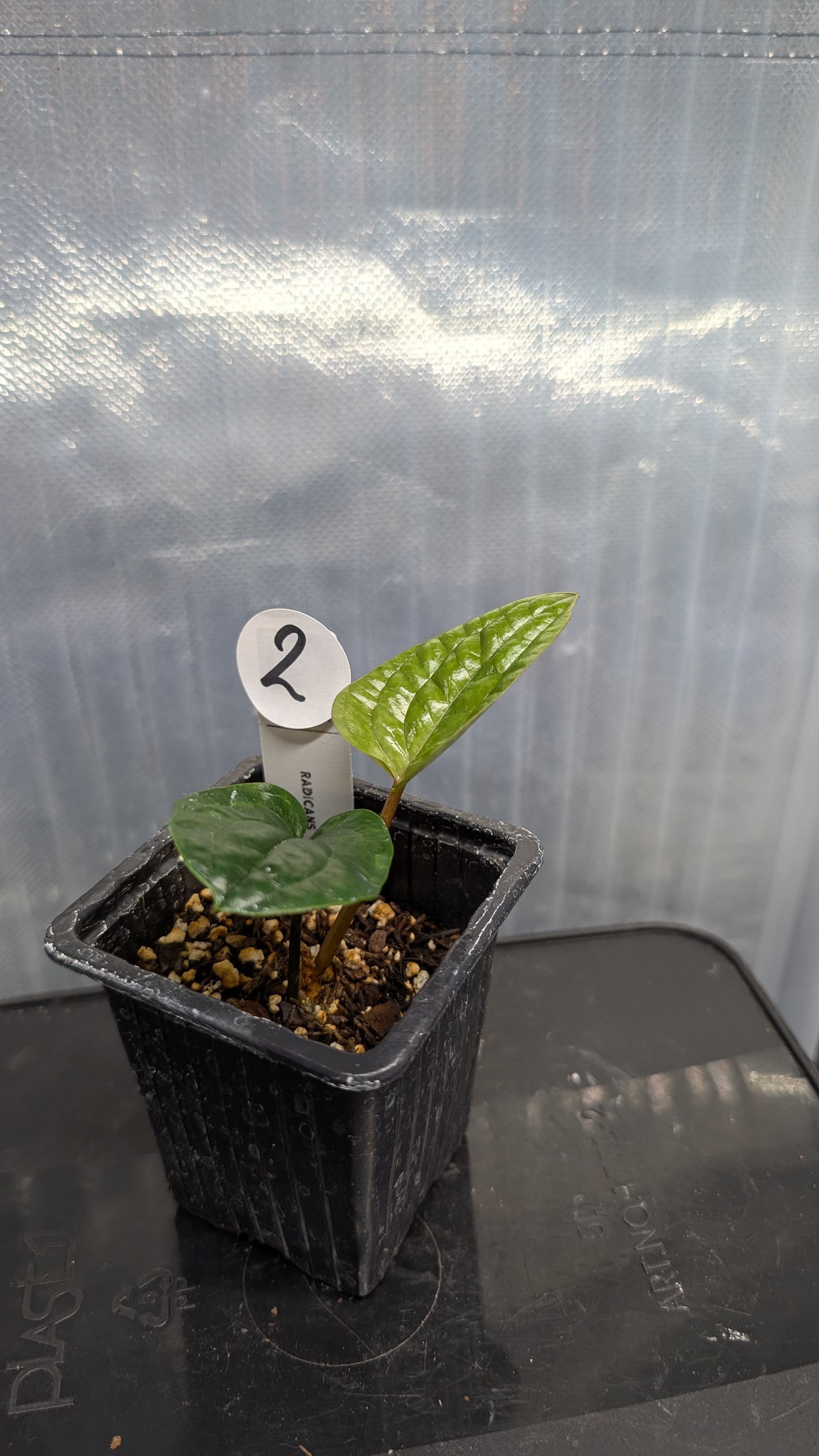 Anthurium Radicans clone