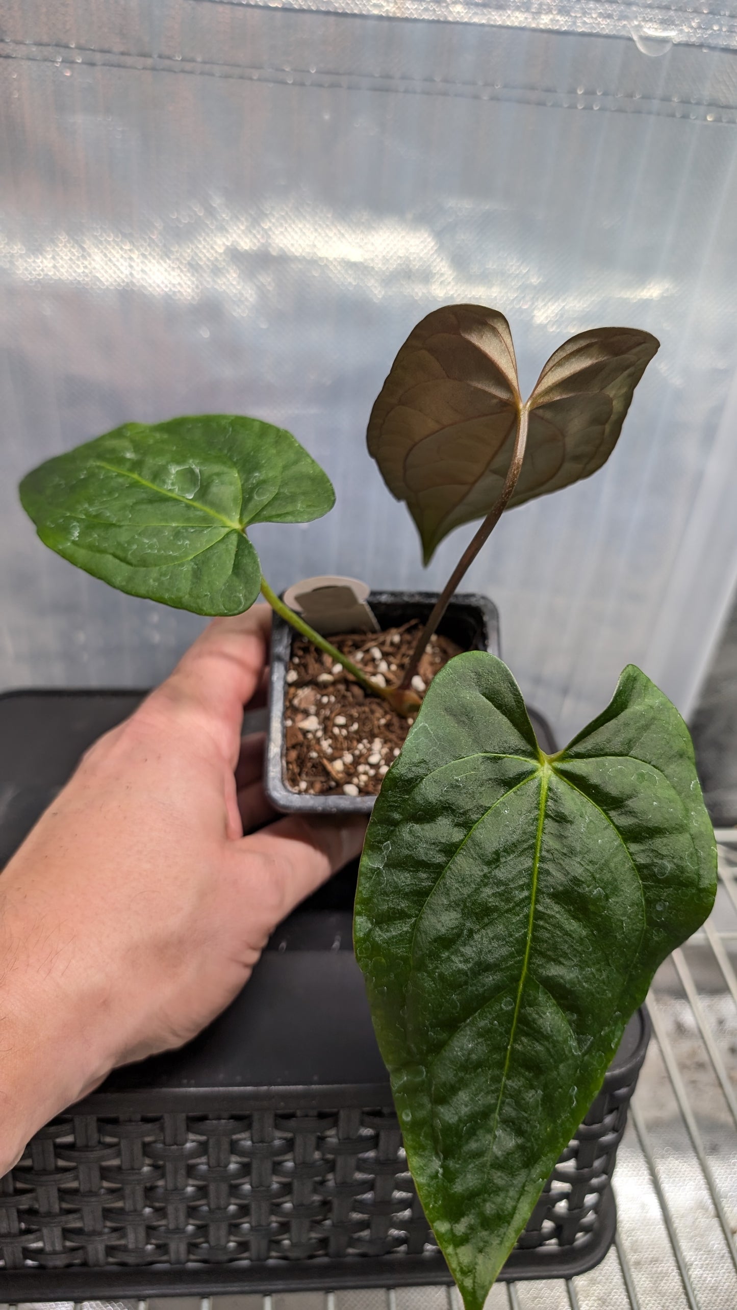 Anthurium PapillilaminumX (Red Sinus / Veins) x Papillilaminum 'Daniel'