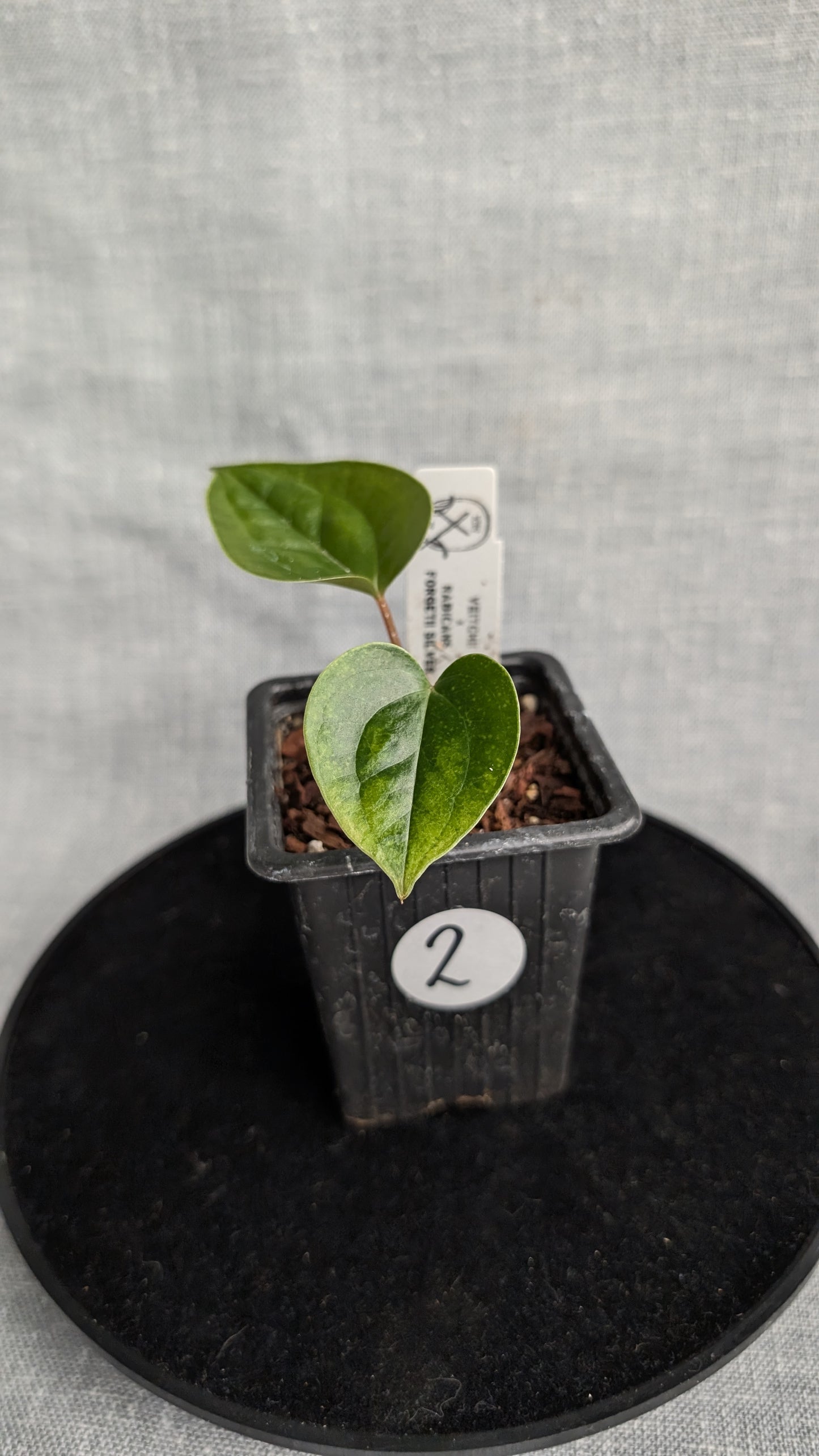 Anthurium Veitchii x Radicans (Unique Curious Plants-cross)
