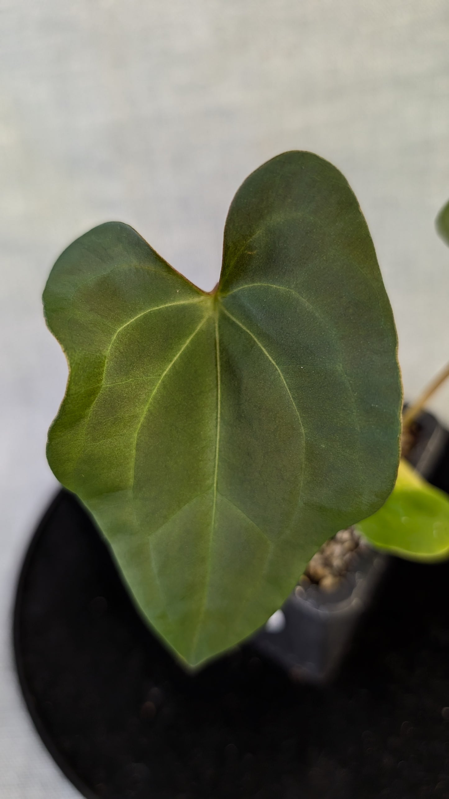 Anthurium Papillilaminum 'Daniel' x Ace of Spagetii
