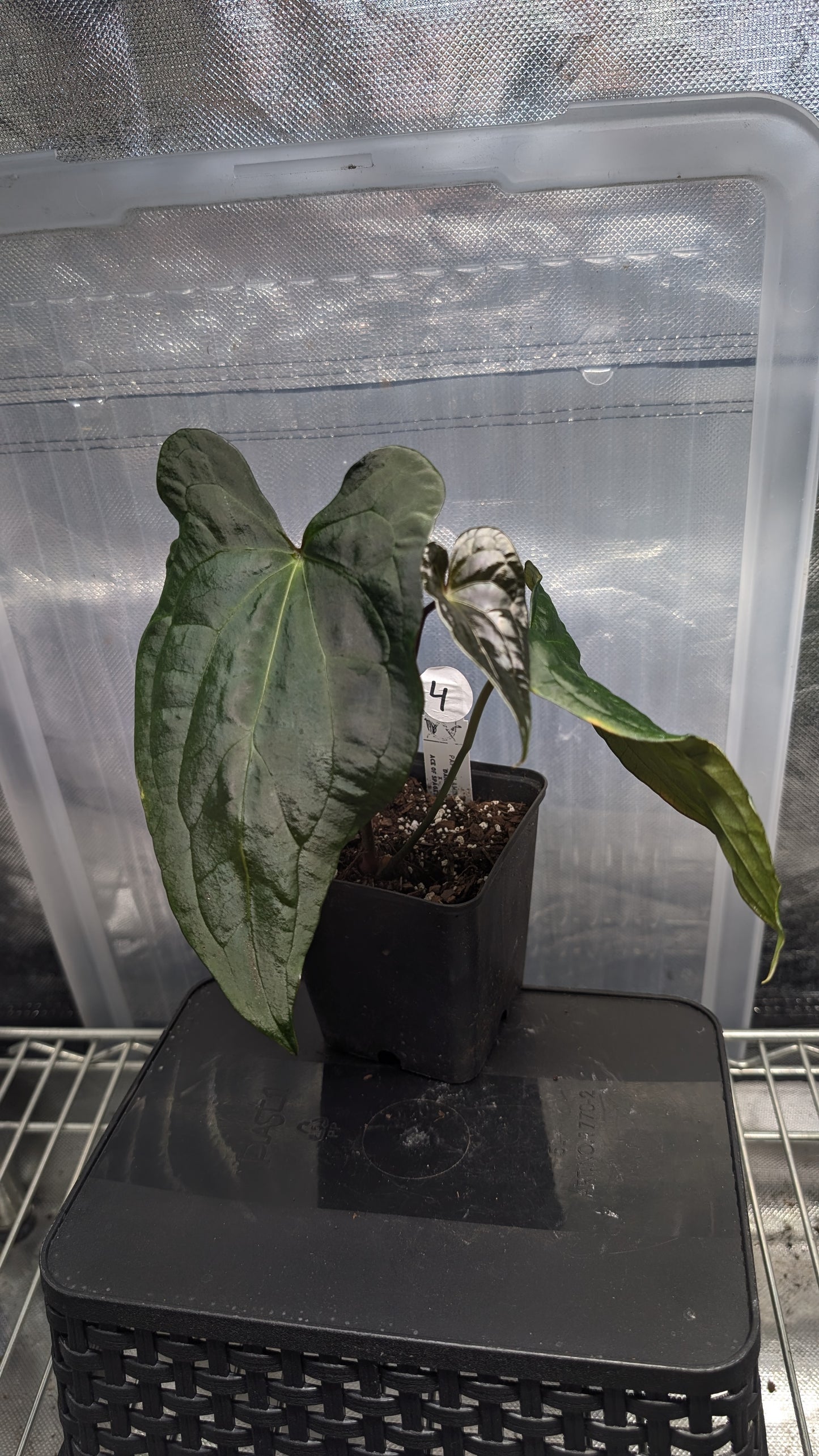 Anthurium Papillilaminum 'Daniel' x Ace of Spagetii