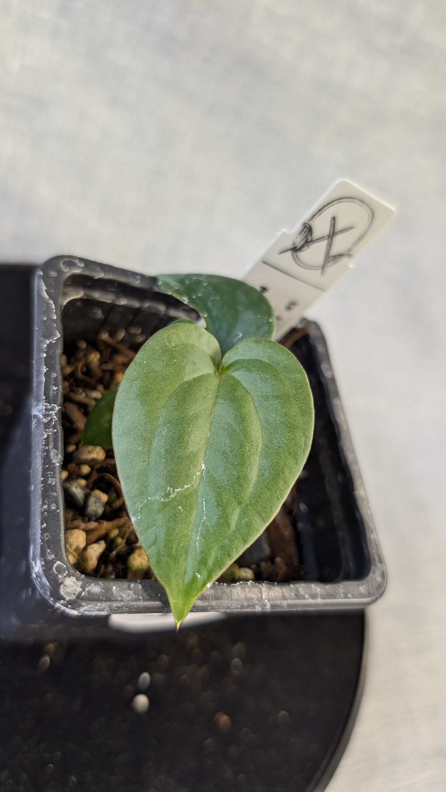 Anthurium Sp. Silver Peru Wide Sinus x Papillilaminum 'Fort Sherman'