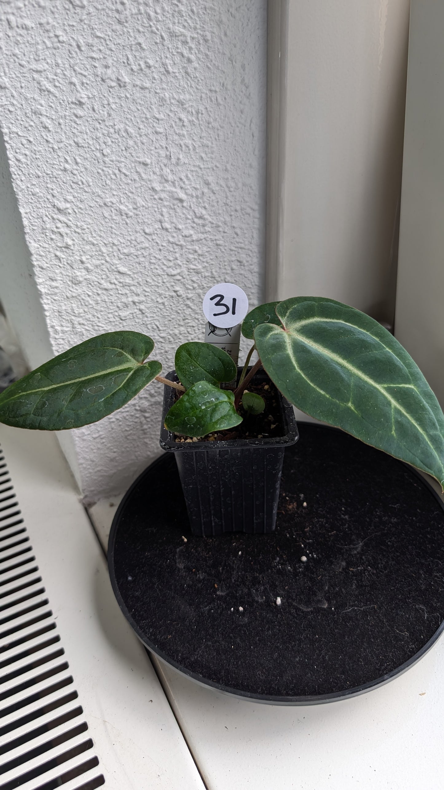 Anthurium Doc Block Zara x Michelle 'Selected Dark Form' x Besseae aff. 'Black Pillow'