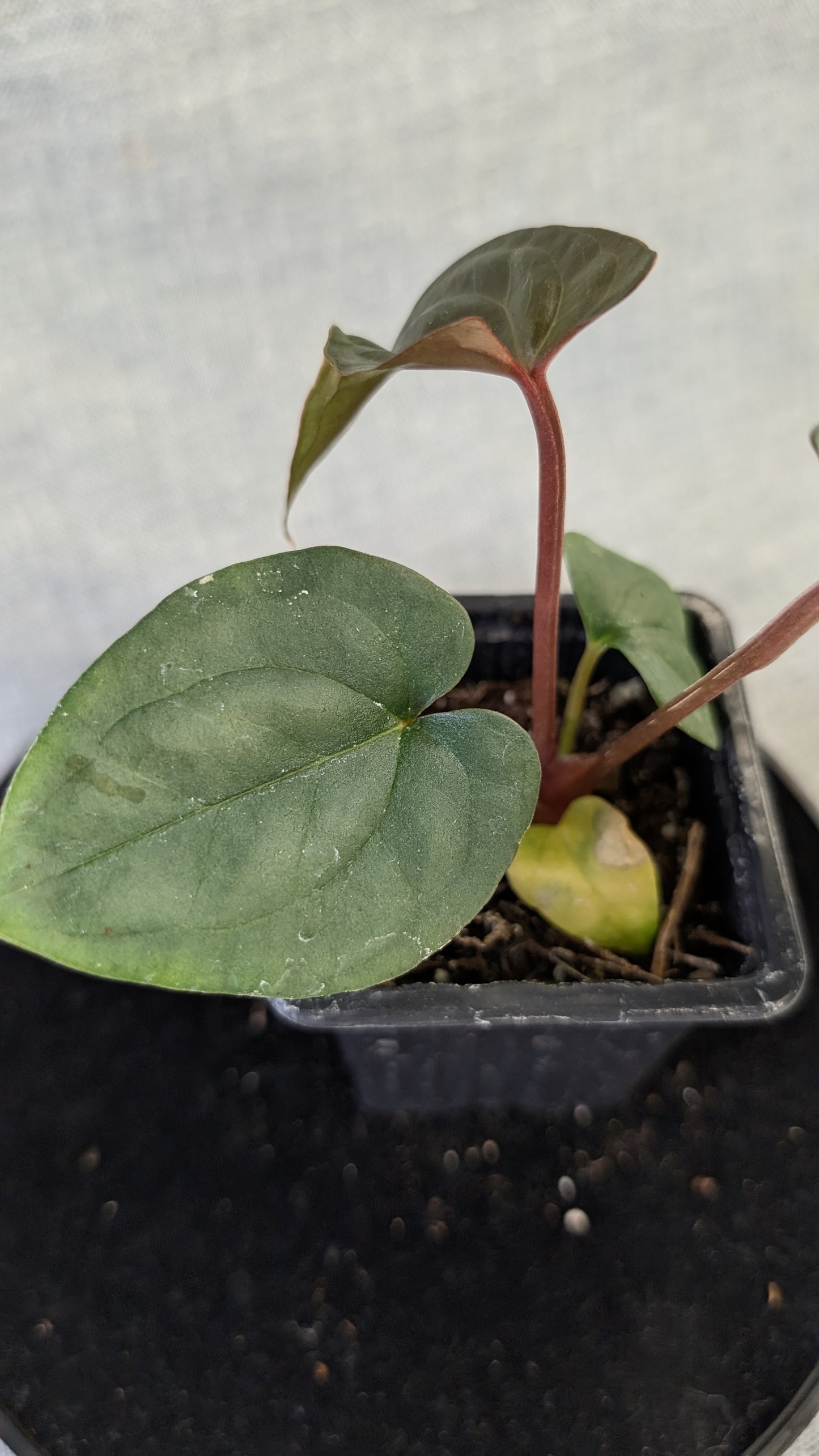 Anthurium Sp. Silver Peru Wide Sinus x Papillilaminum 'Fort Sherman'