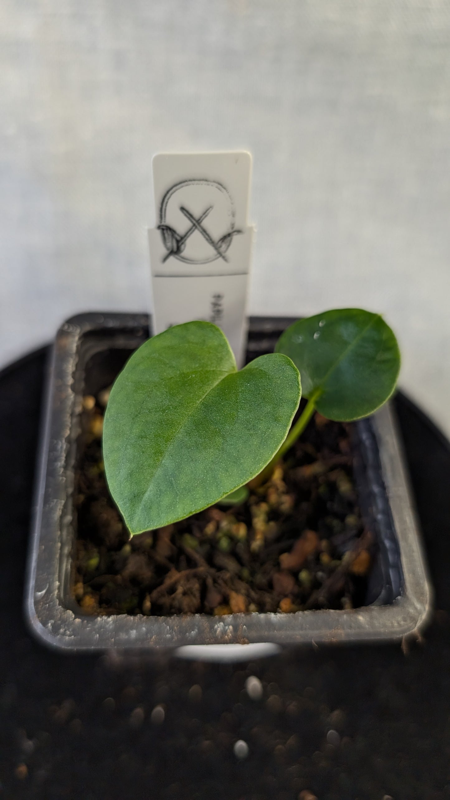 Anthurium Papillilaminum 'Daniel'