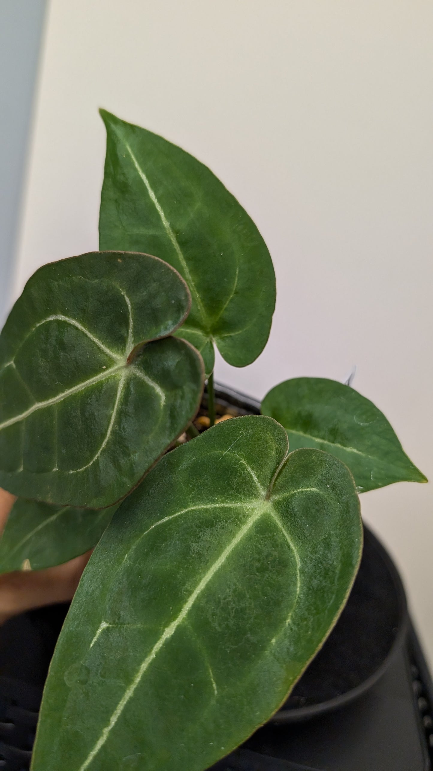 Anthurium Doc Block Zara x Michelle 'selected dark form' x Forgetii Dark