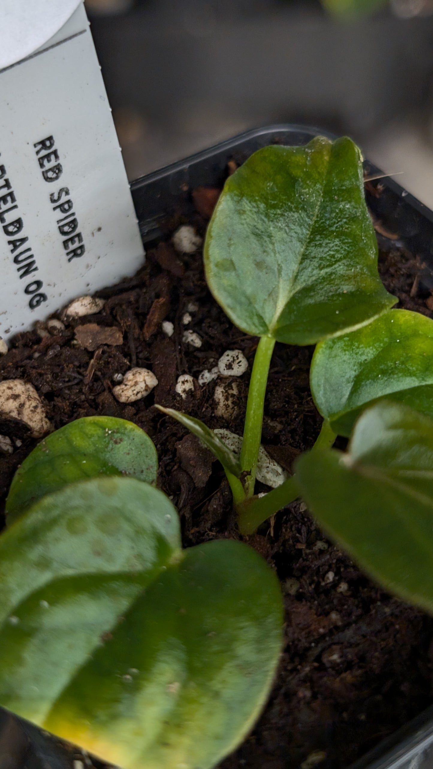 Anthurium Red Spider CLONE