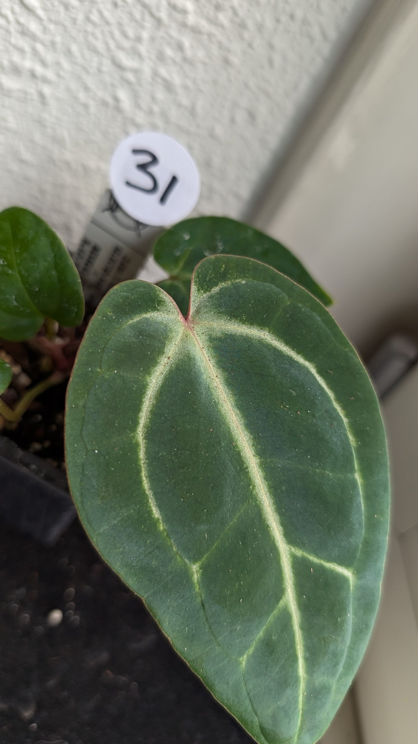 Anthurium Doc Block Zara x Michelle 'Selected Dark Form' x Besseae aff. 'Black Pillow'