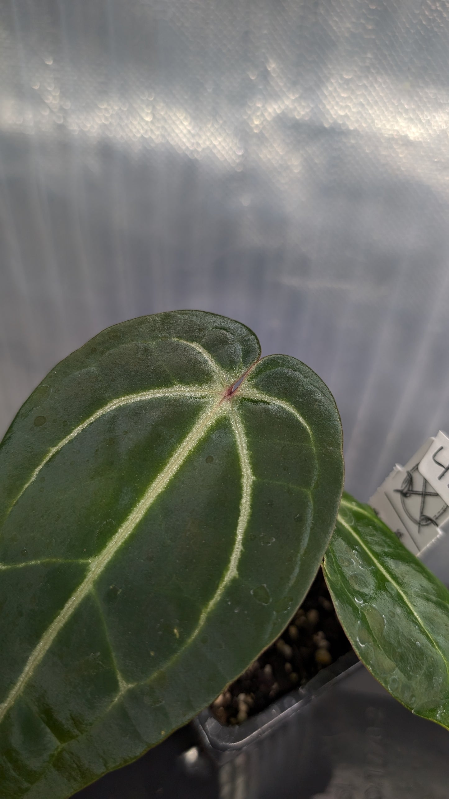 Anthurium Doc Block Zara x Michelle 'Selected Dark Form' x Besseae aff. 'Black Pillow'
