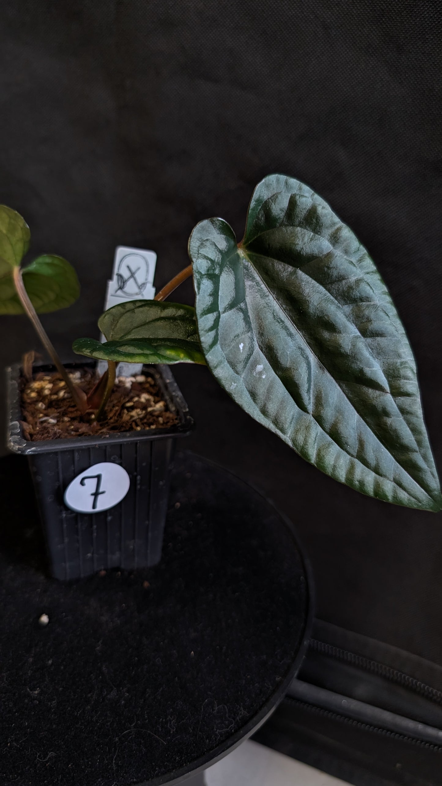 Anthurium Luxurians x Papillilaminum 'Fort Sherman'
