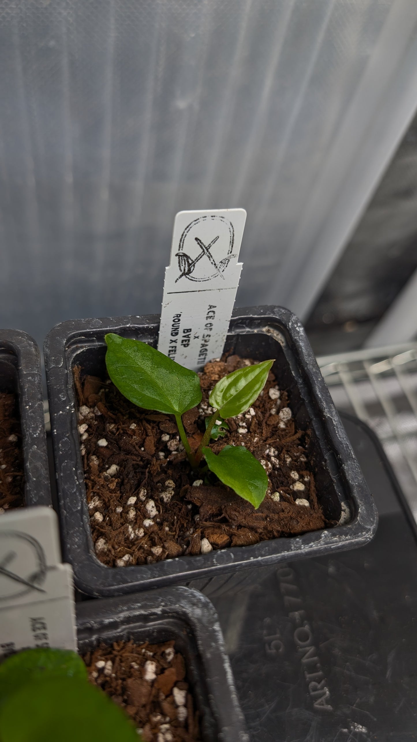 Anthurium Ace of Spagetii x BVEP 'Round x Felix'