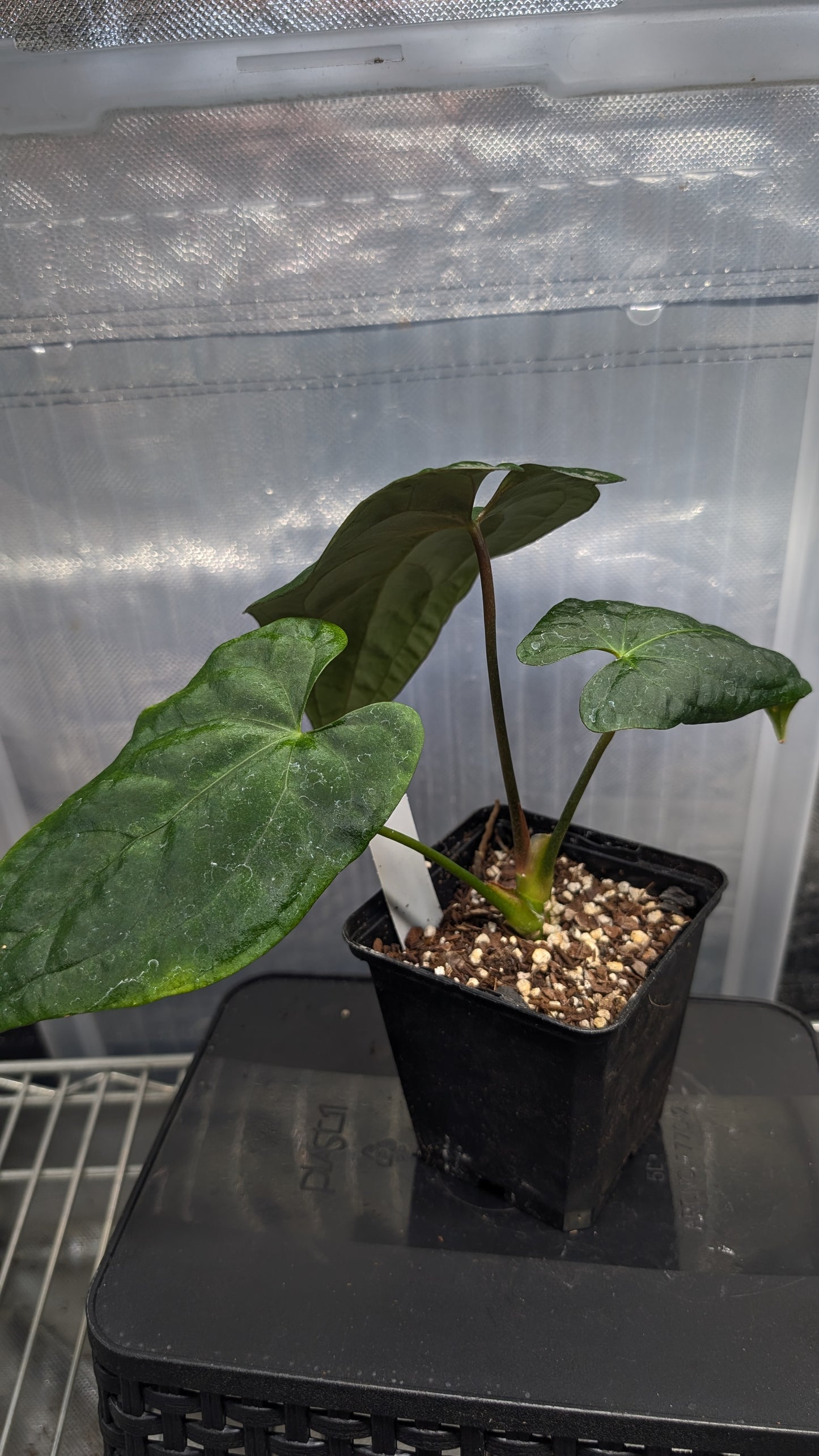 Anthurium Papillilaminum 'Daniel' x Ace of Spagetii