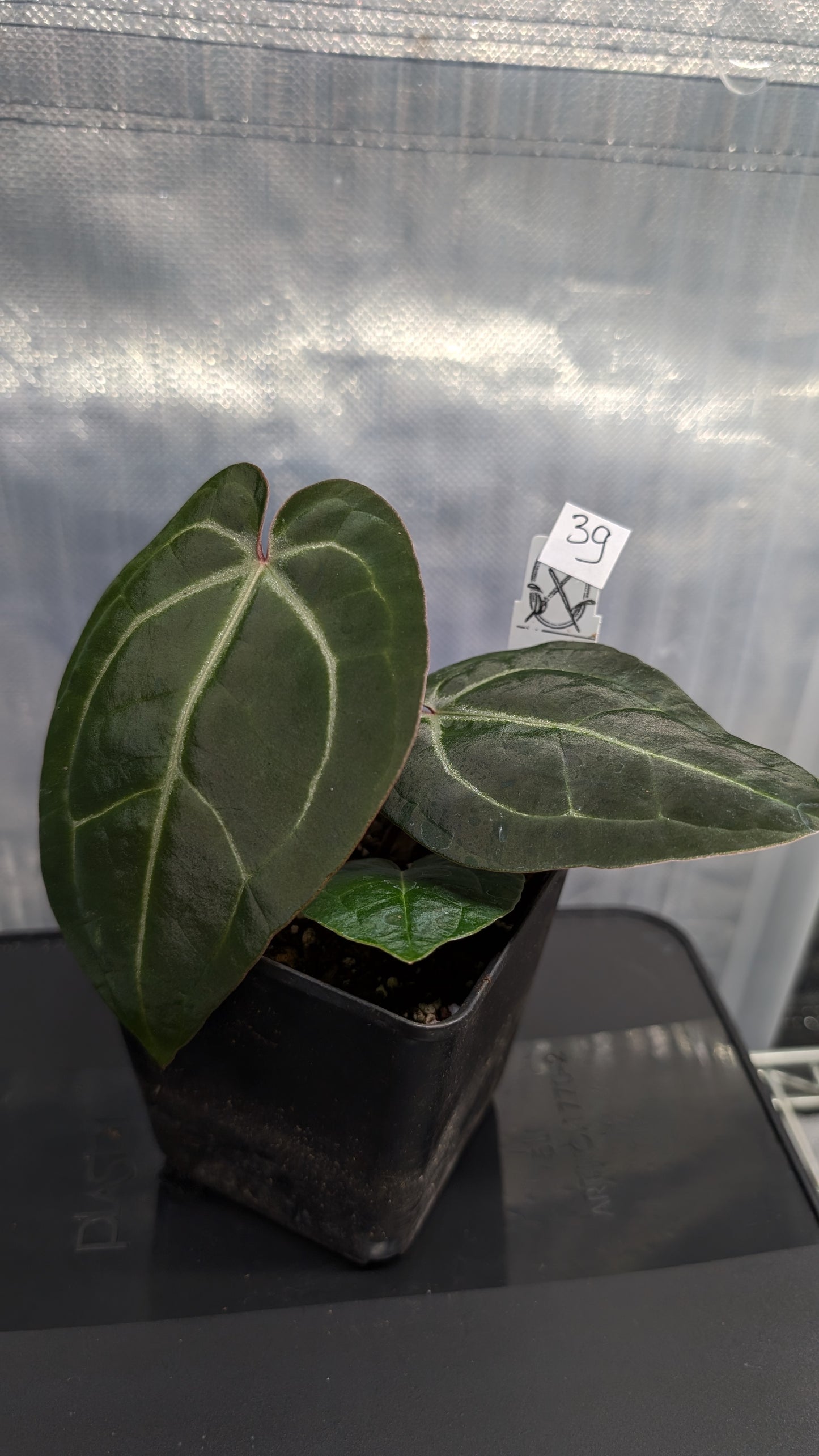 Anthurium Doc Block Zara x Michelle 'Selected Dark Form' x Besseae aff. 'Black Pillow'