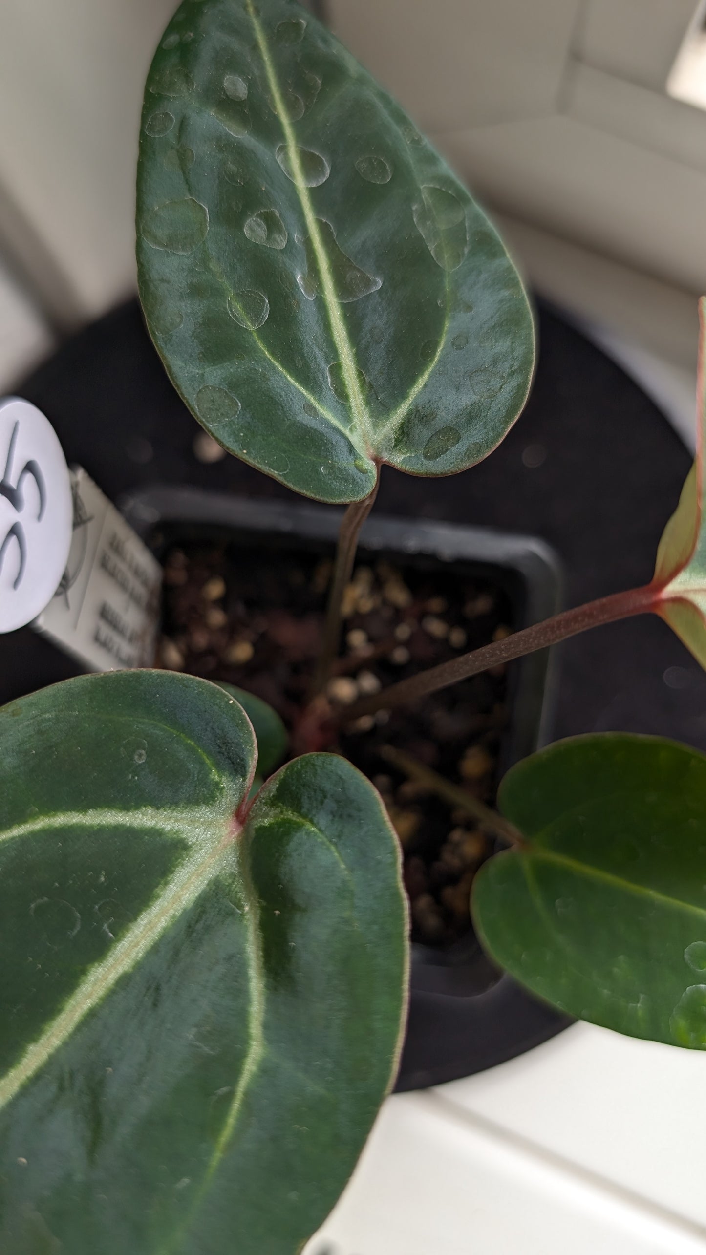 Anthurium Doc Block Zara x Michelle 'Selected Dark Form' x Besseae aff. 'Black Pillow'