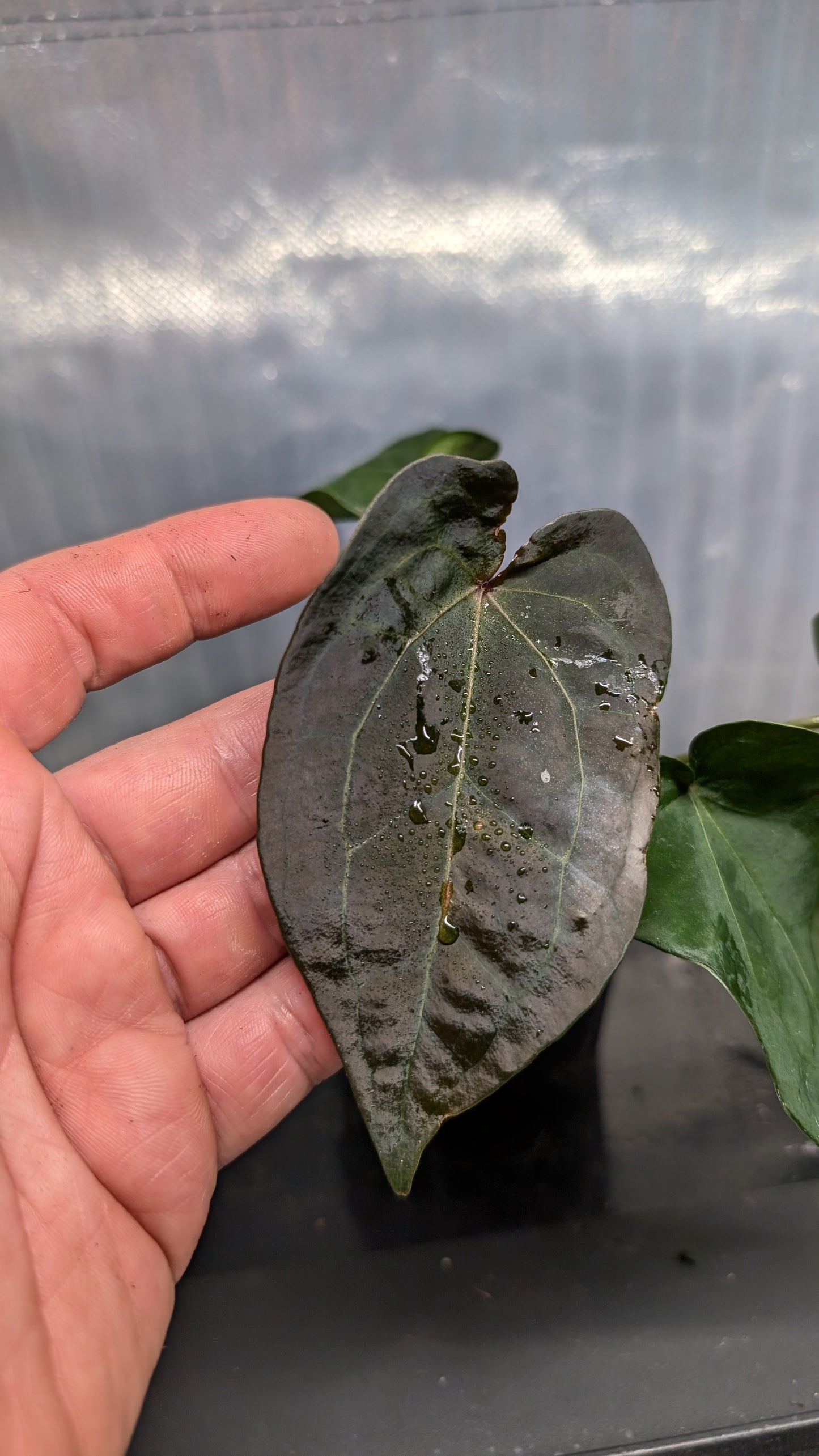 Anthurium Ace of Spagetii F2 (Ace of Spades x Forgetii) F2