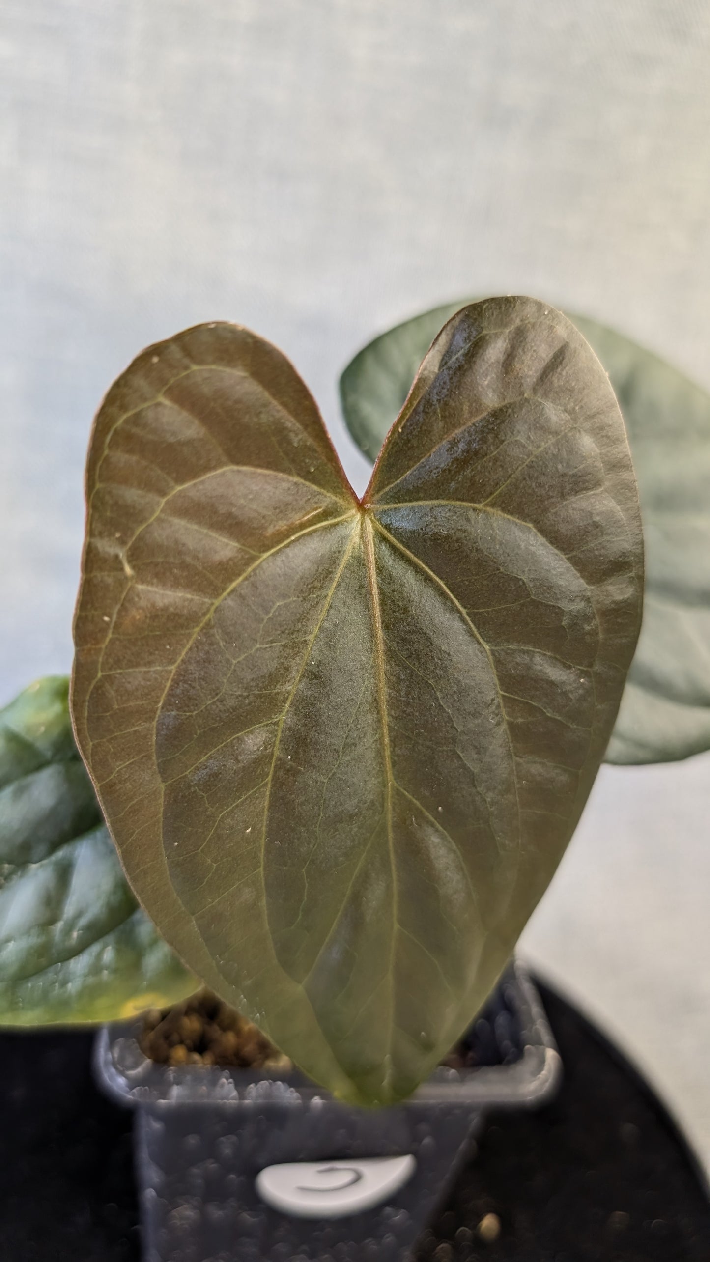 Anthurium Sp. Silver Peru Wide Sinus x Papillilaminum 'Fort Sherman'