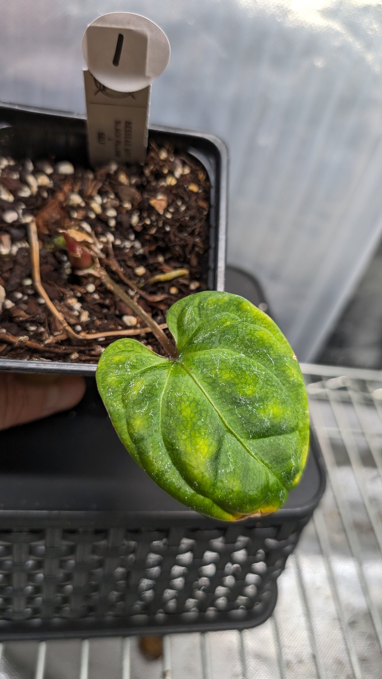 Anthurium Besseae aff. 'Black Pillow'