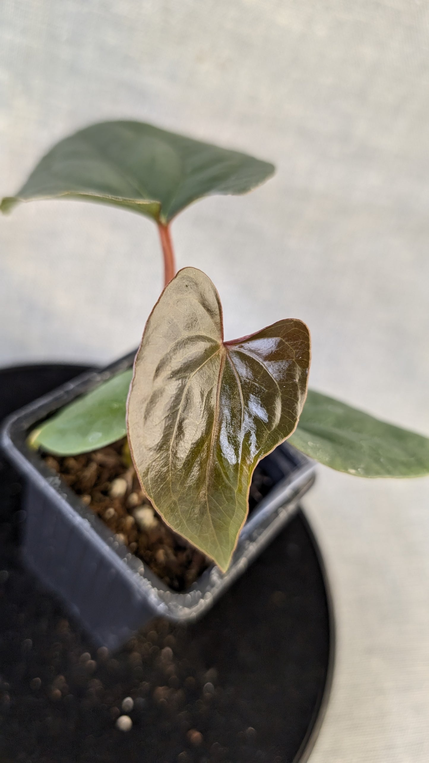 Anthurium Sp. Silver Peru Wide Sinus x Papillilaminum 'Fort Sherman'