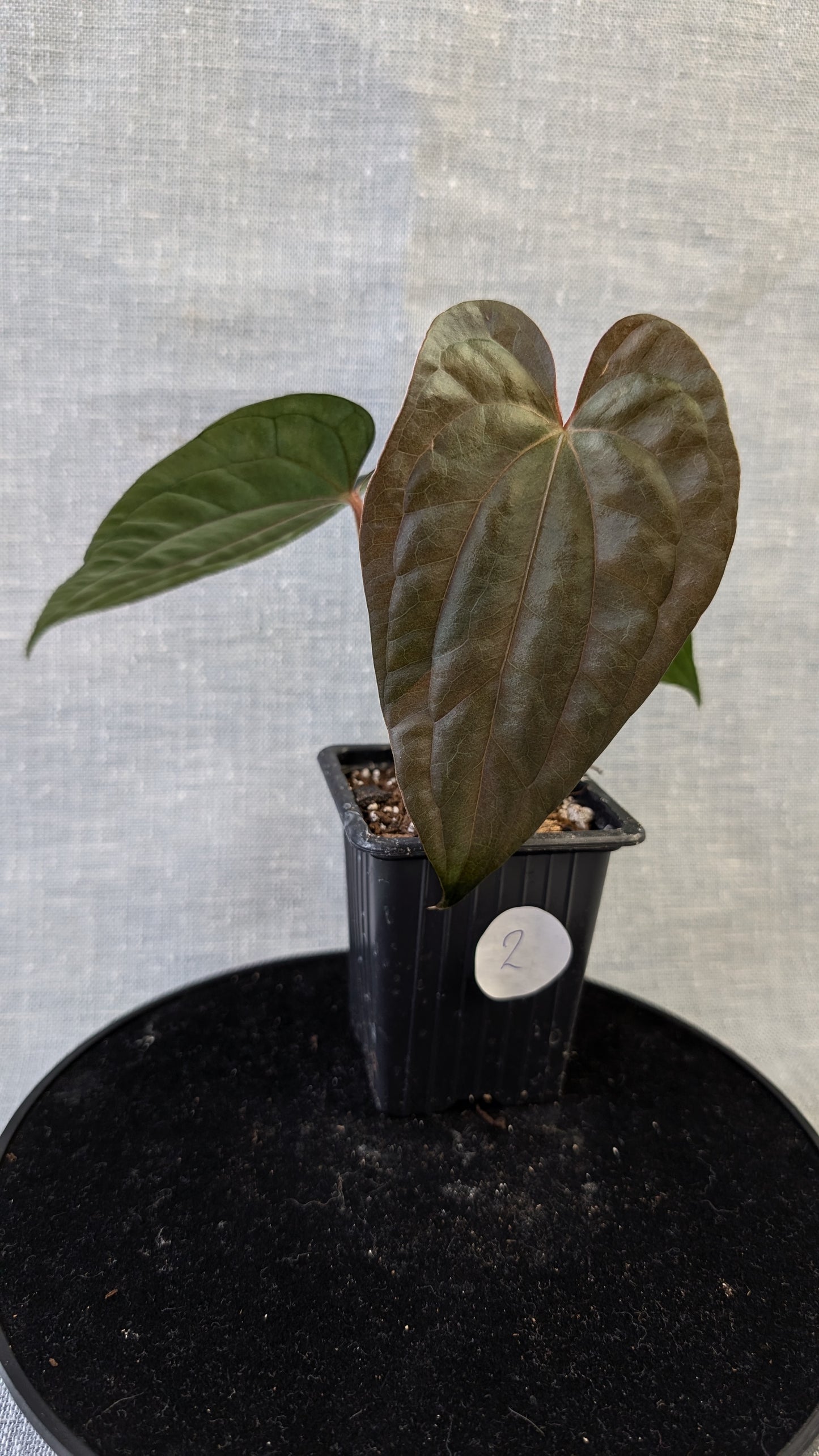 Anthurium Luxurians x Papillilaminum 'Fort Sherman'