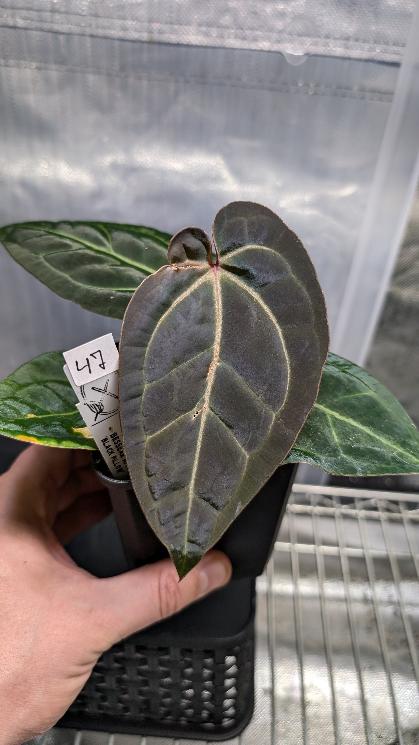 Anthurium Doc Block Zara x Michelle 'Selected Dark Form' x Besseae aff. 'Black Pillow'
