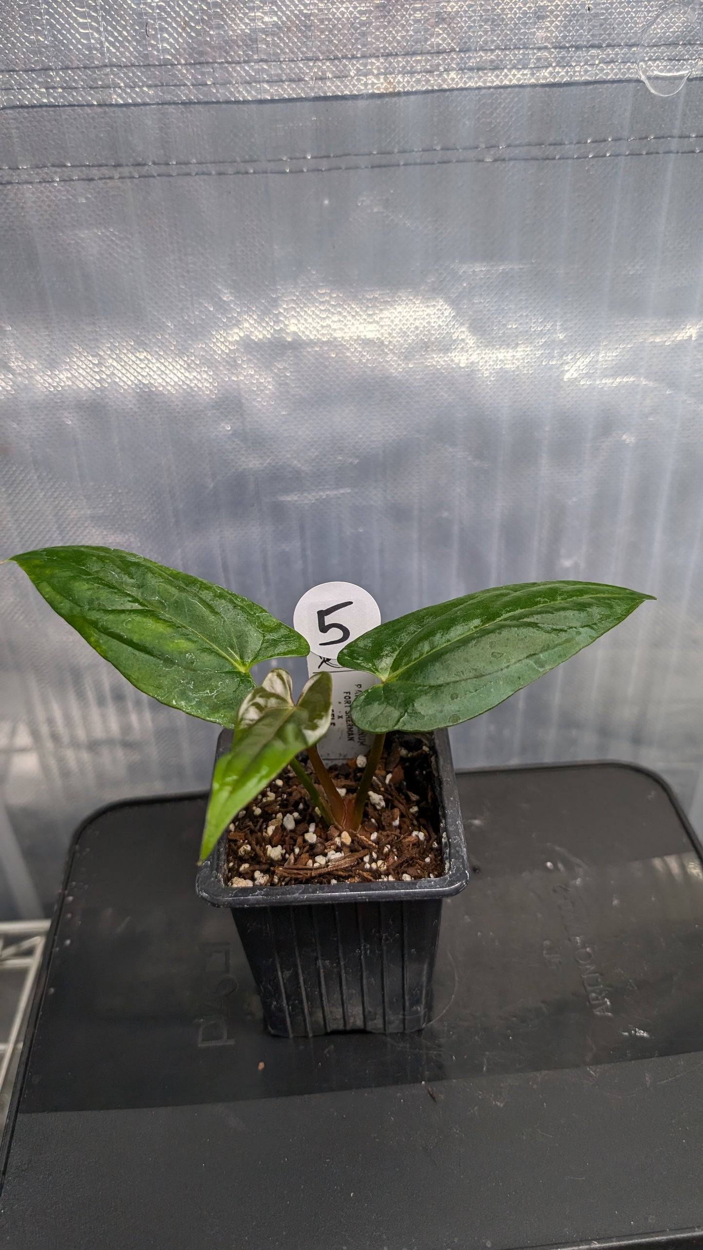 Anthurium Papillilaminum 'Fort Sherman'