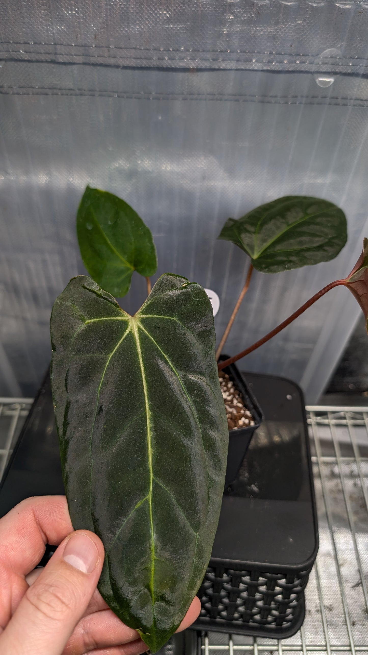 Anthurium Besseae aff 'Black Pillow' x Papillilaminum 'Fort Sherman' seedlings