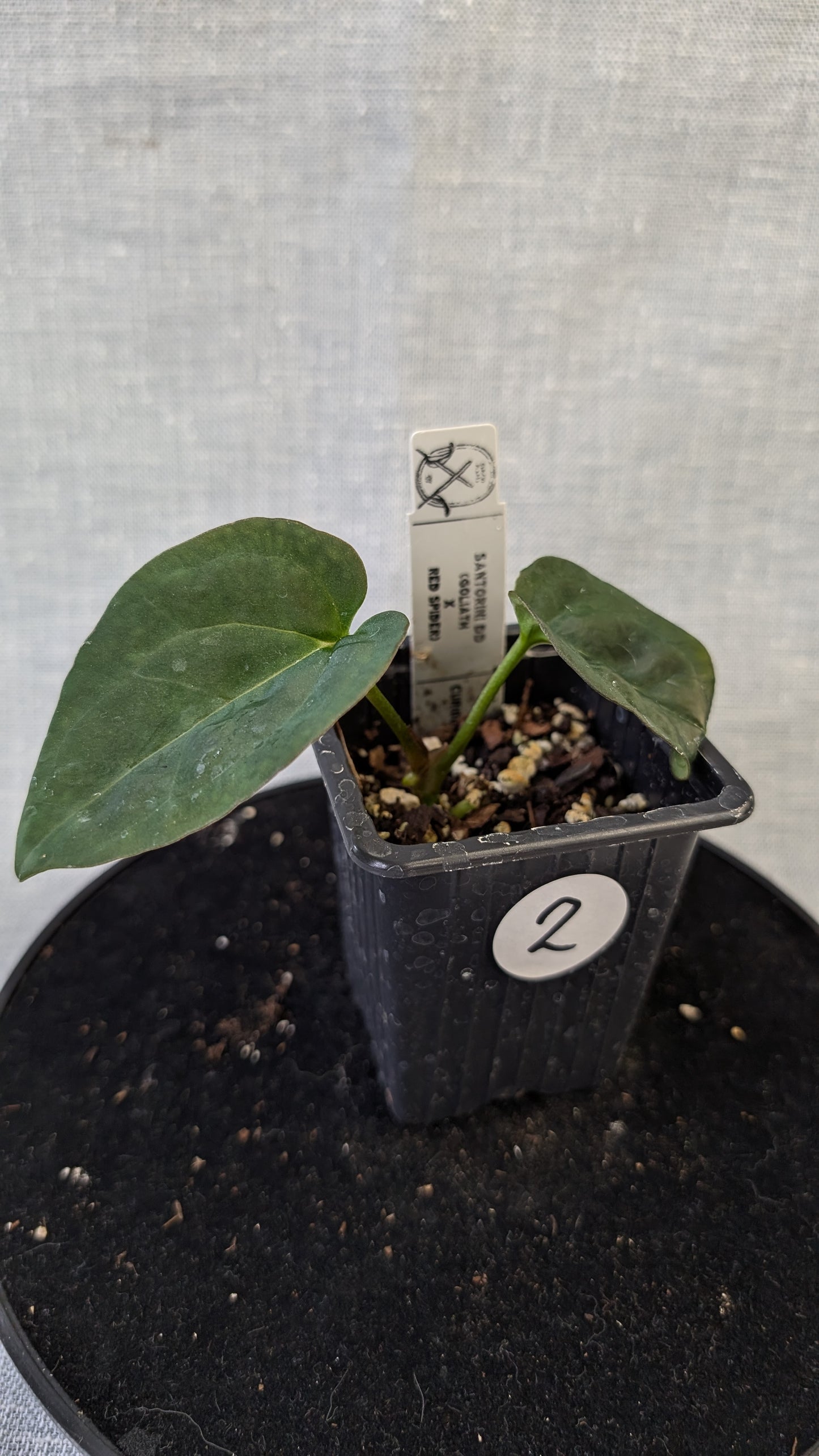 Anthurium Goliath x Red Spider