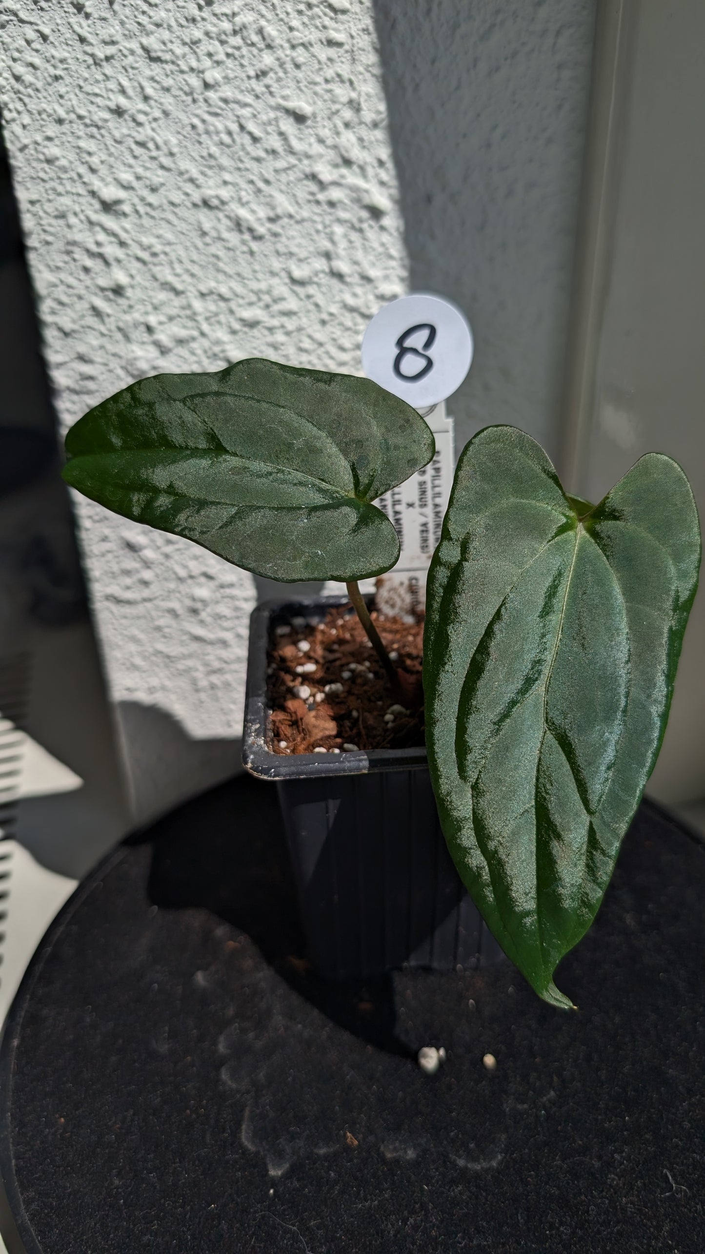 Anthurium PapillilaminumX (Red Sinus / Veins) x Papillilaminum 'Daniel'