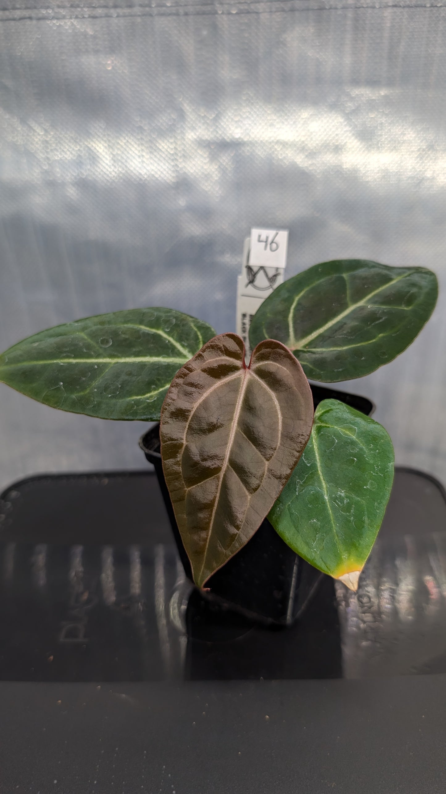 Anthurium Doc Block Zara x Michelle 'Selected Dark Form' x Besseae aff. 'Black Pillow'