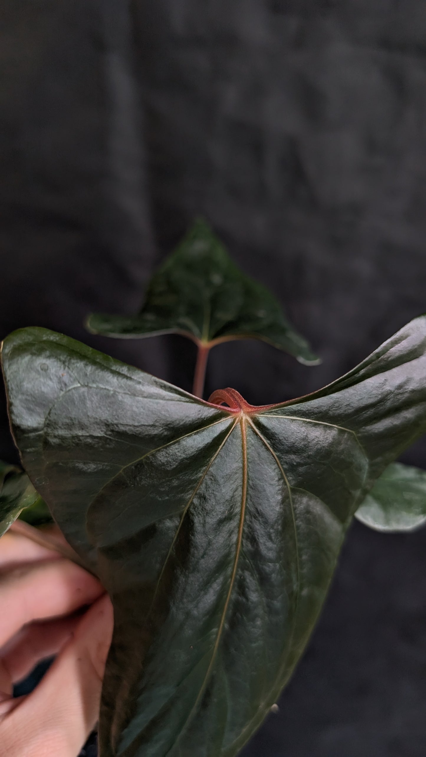 Anthurium 'Green Slate'