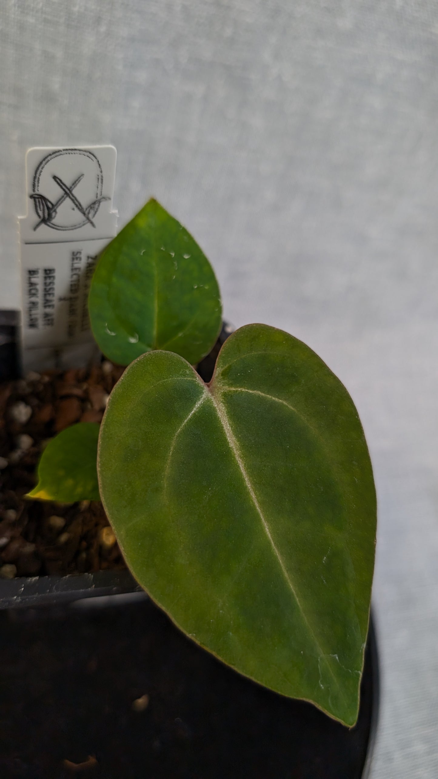 Anthurium Doc Block 'Zara' x 'Michelle' Selected Dark Form x Besseae aff. 'Black Pillow'