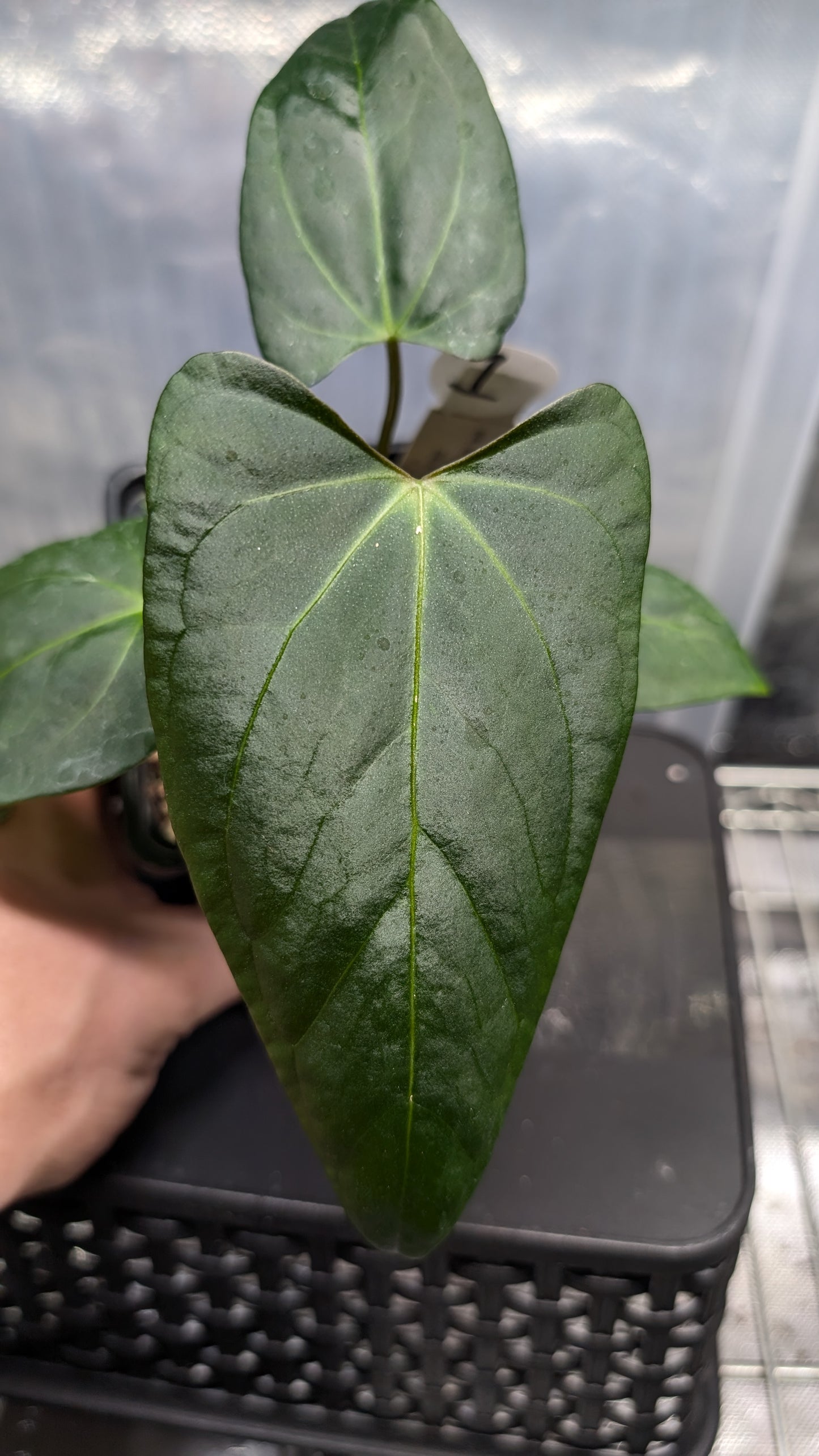 Anthurium 'Mr Worldwide' x self