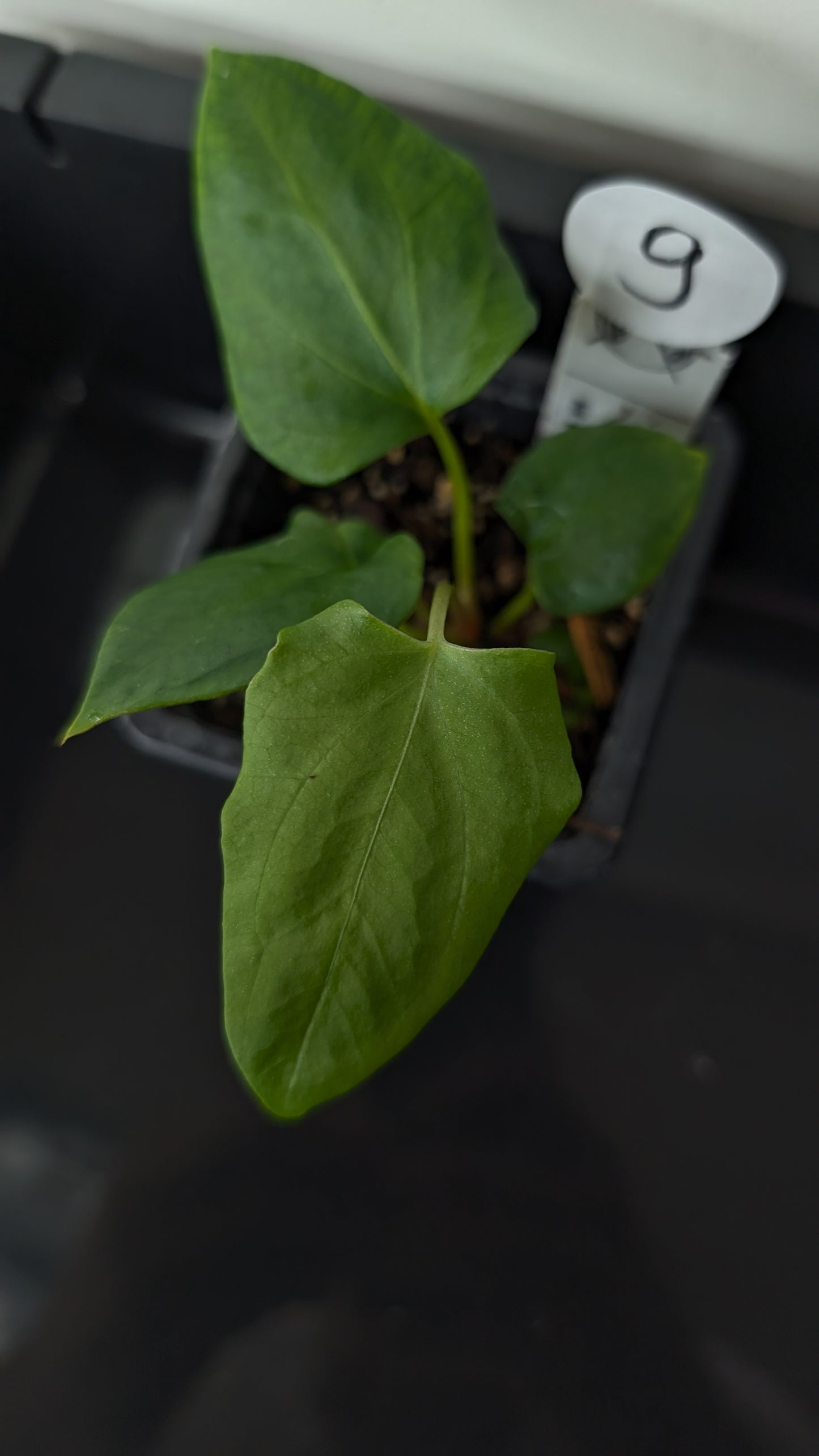 Anthurium Papillilaminum 'Fort Sherman' x Mr. Worldwide