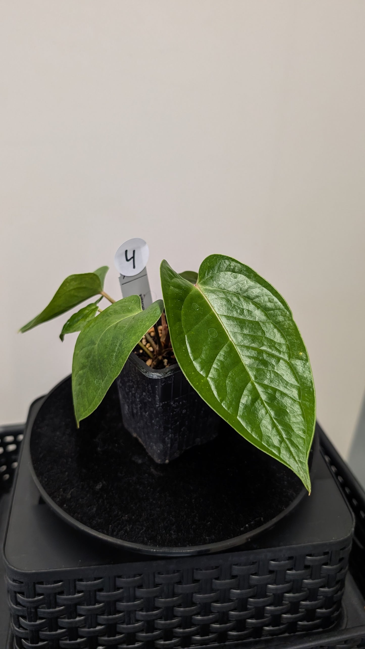 Anthurium Veitchii x Radicans (Unique Curious Plants-cross)