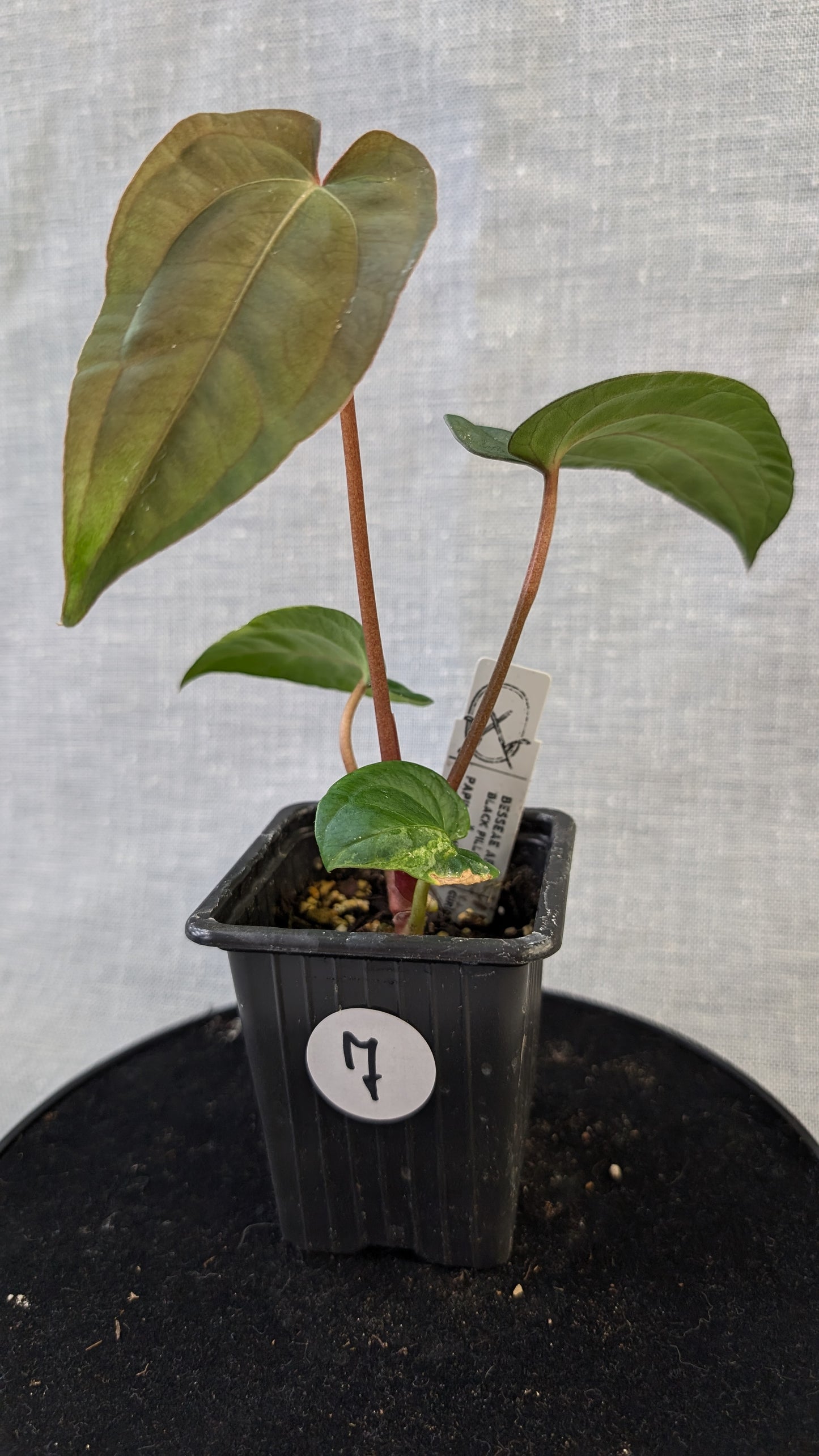 Anthurium Besseae aff 'Black Pillow' x Papillilaminum 'Fort Sherman' seedlings