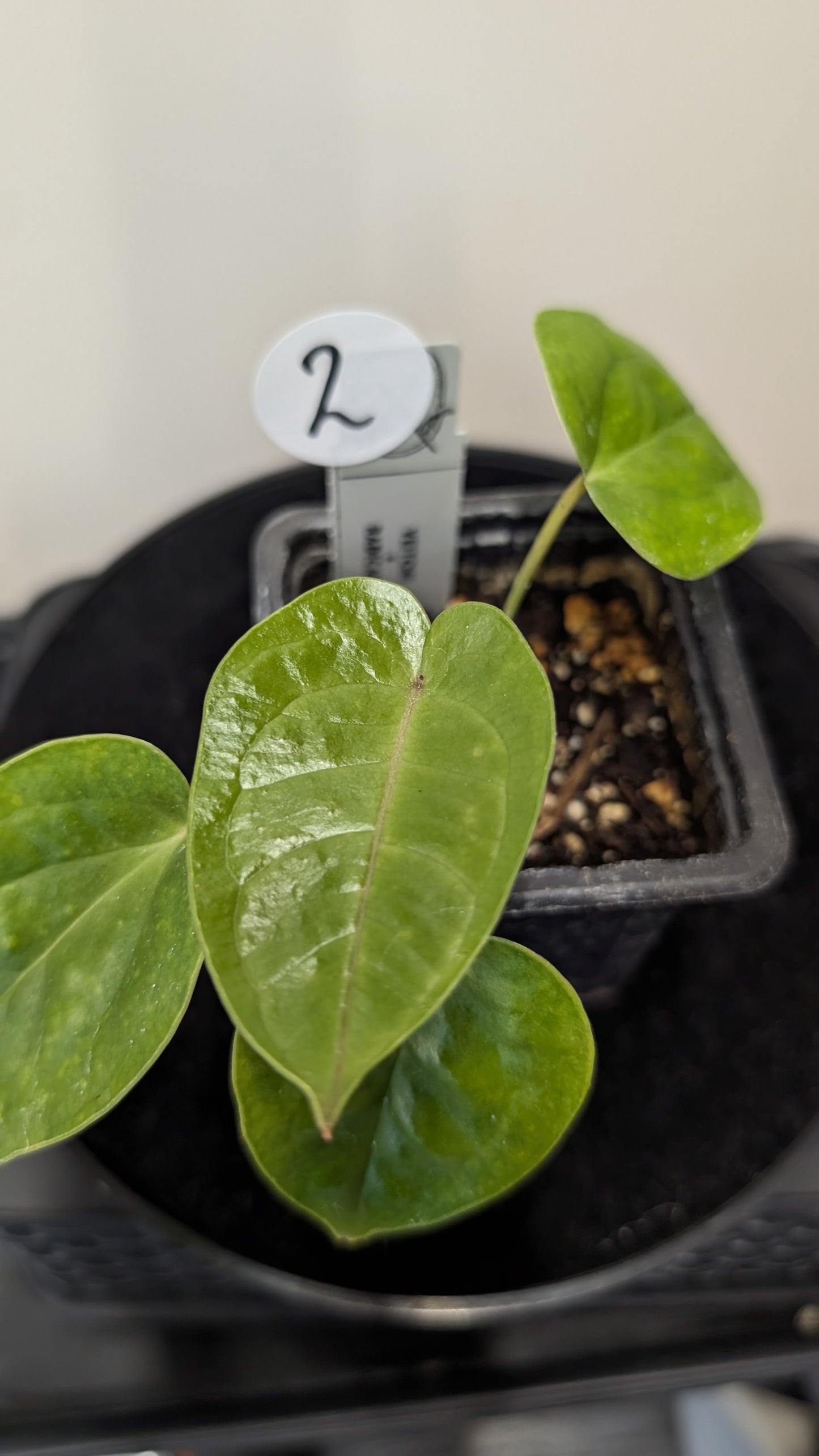 Anthurium Veitchii x Radicans (Unique Curious Plants-cross)