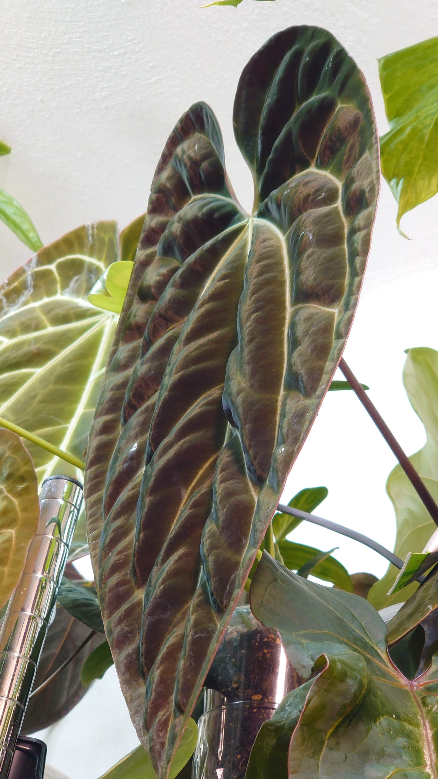 Anthurium Doc Block Zara x Michelle 'Selected Dark Form' x Besseae aff. 'Black Pillow'