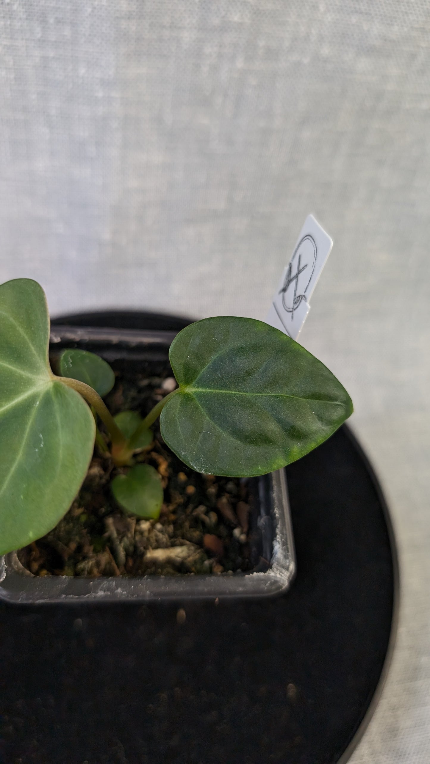 Anthurium Regale 'Dream Catcher' x Mr. Worldwide