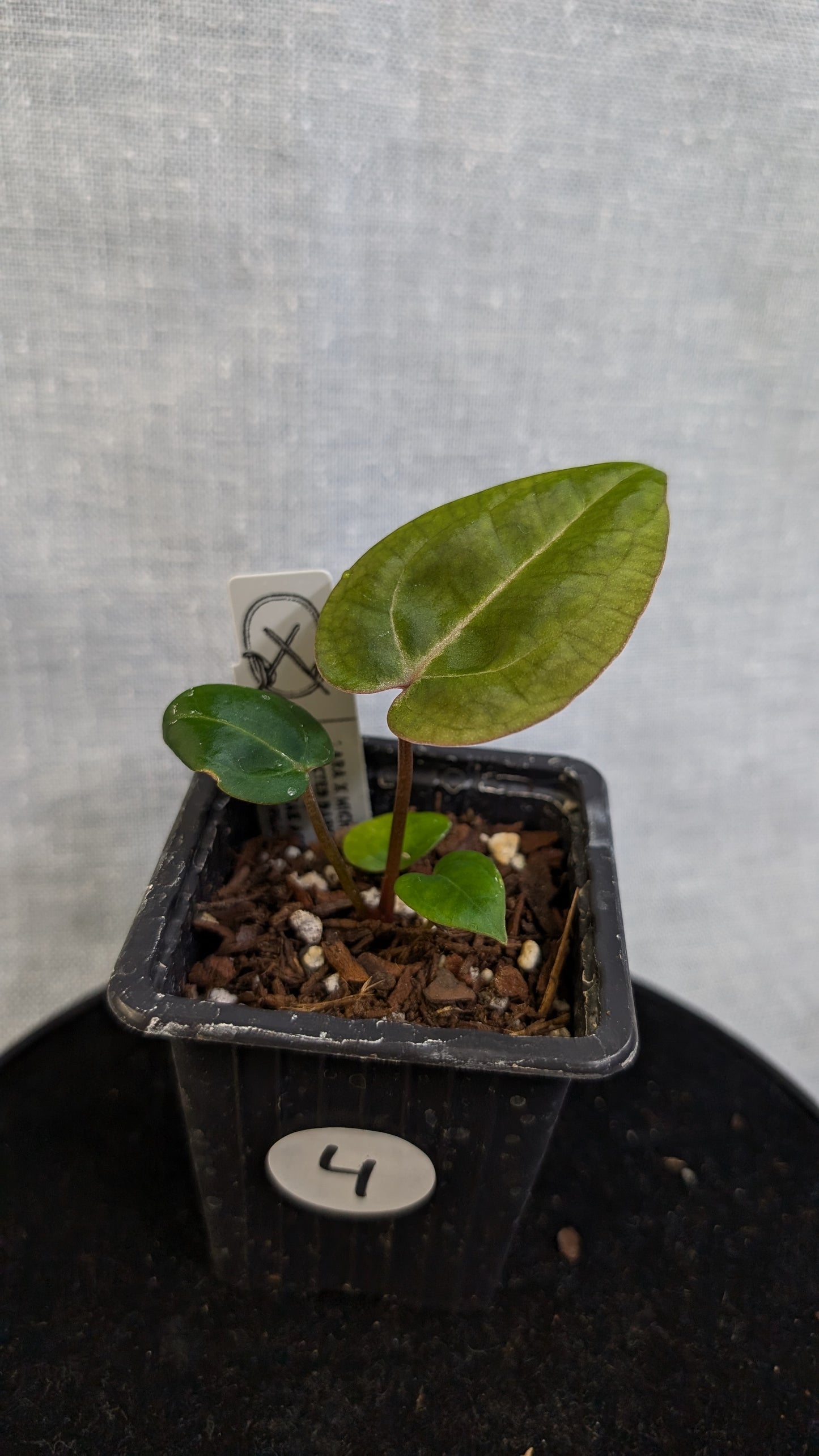 Anthurium Doc Block 'Zara' x 'Michelle' Selected Dark Form x Besseae aff. 'Black Pillow'