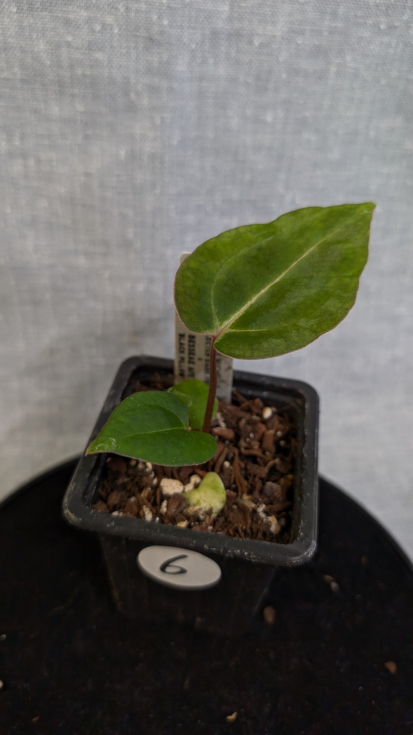 Anthurium Doc Block 'Zara' x 'Michelle' Selected Dark Form x Besseae aff. 'Black Pillow'