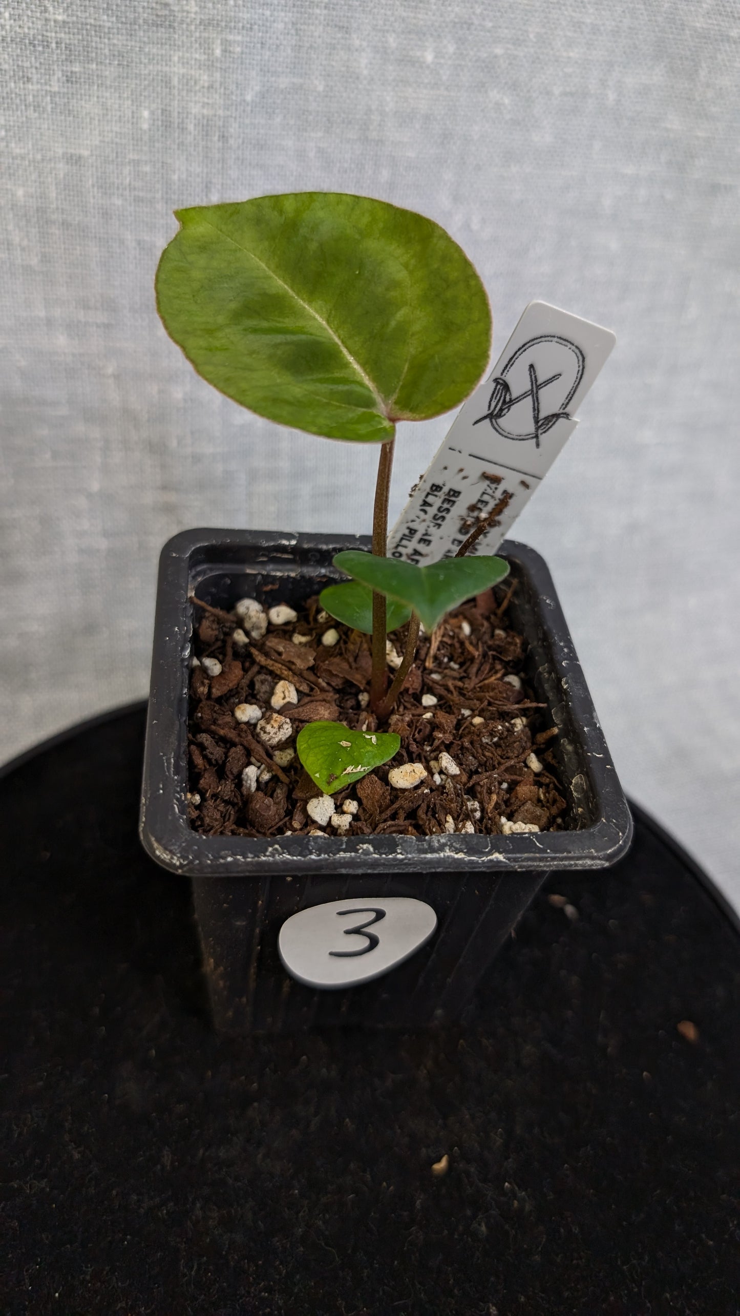 Anthurium Doc Block 'Zara' x 'Michelle' Selected Dark Form x Besseae aff. 'Black Pillow'