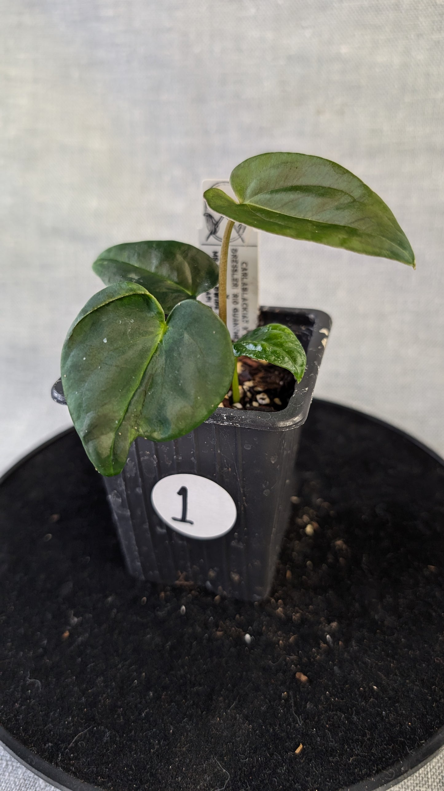 Anthurium (Carlablackiae x Dressleri Rio Guanche) x Mr Worldwide OR Forgetii Dark OR Papillilaminum Daniel